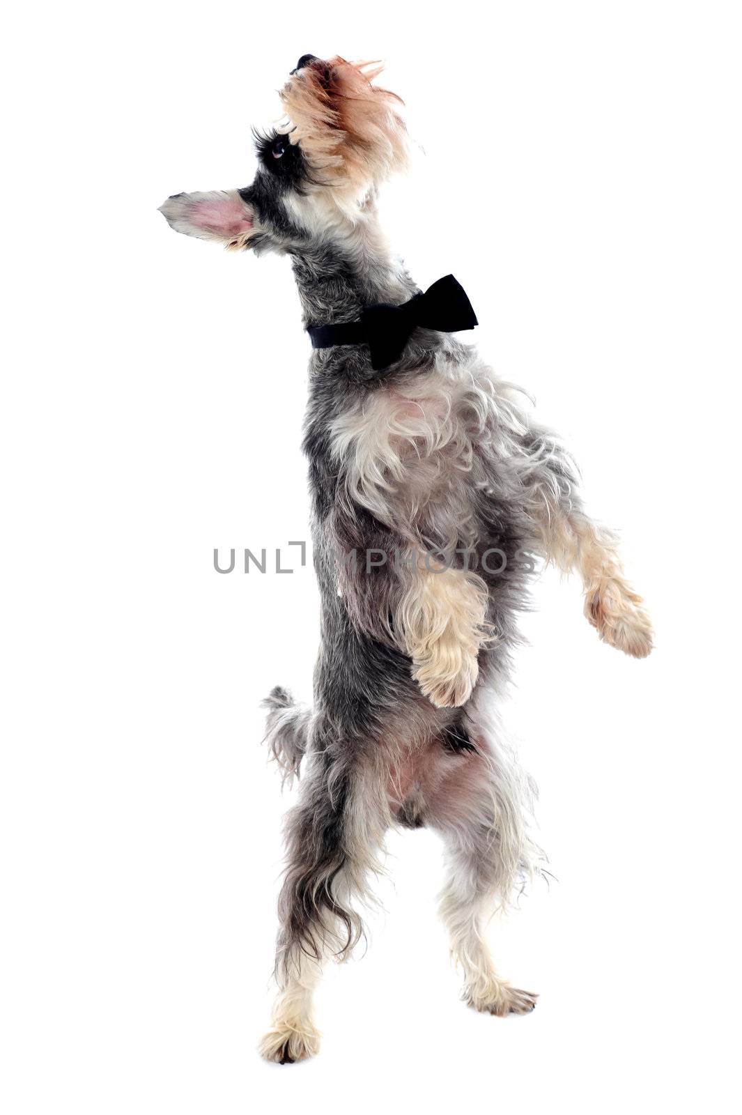 Schnauzer standing on two legs and looking upwards