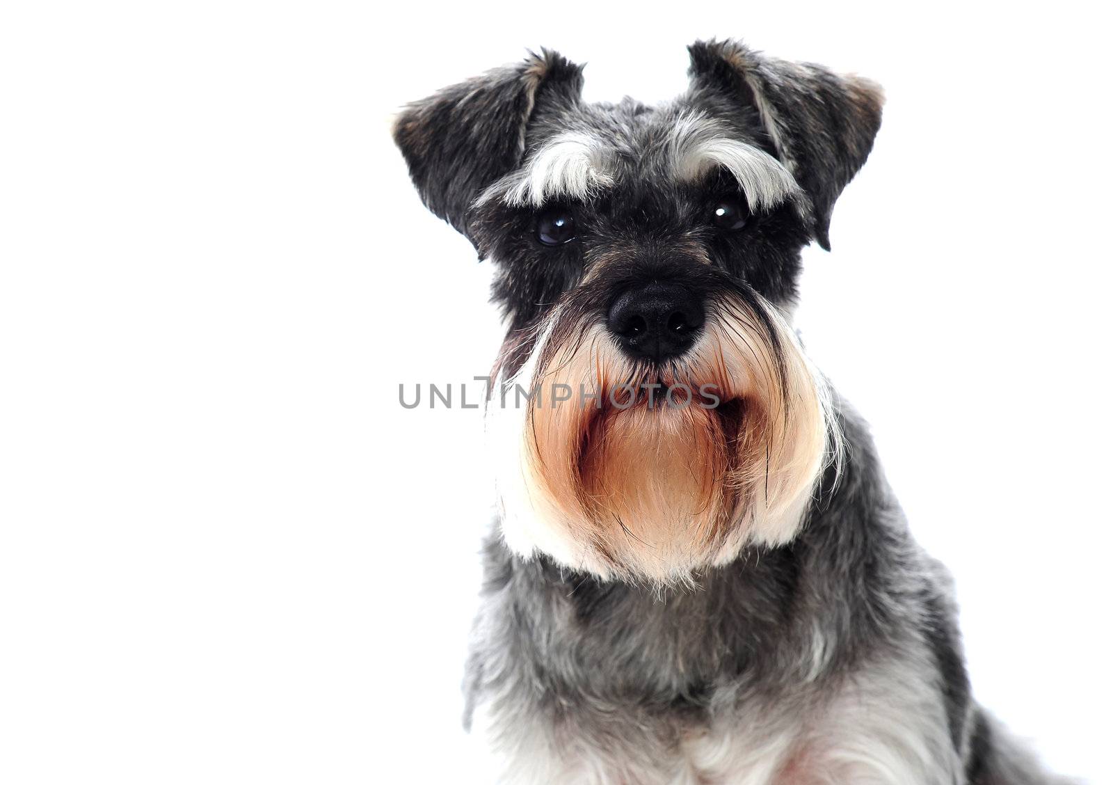 Small black and white miniature schnauzer dog looking at camera