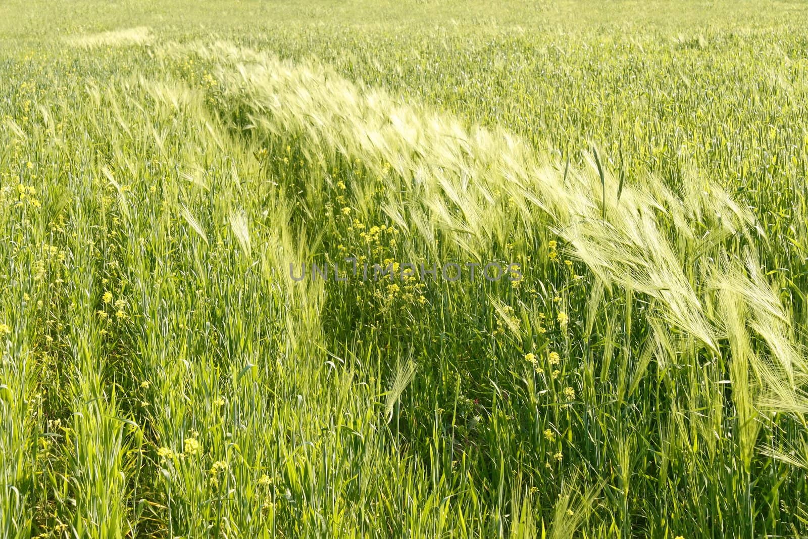 Mixture of cereals and other plants in the spring field