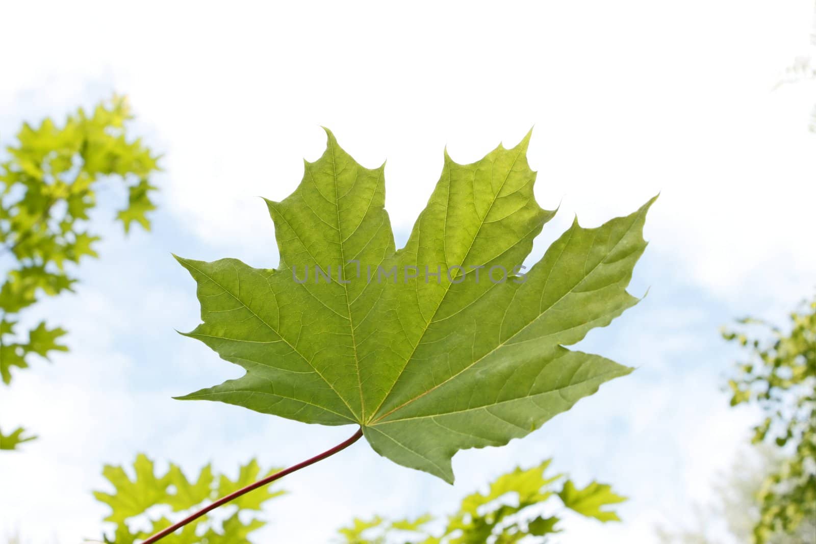 Young green maple leaf close up against the background of trees branches and sky with light clouds