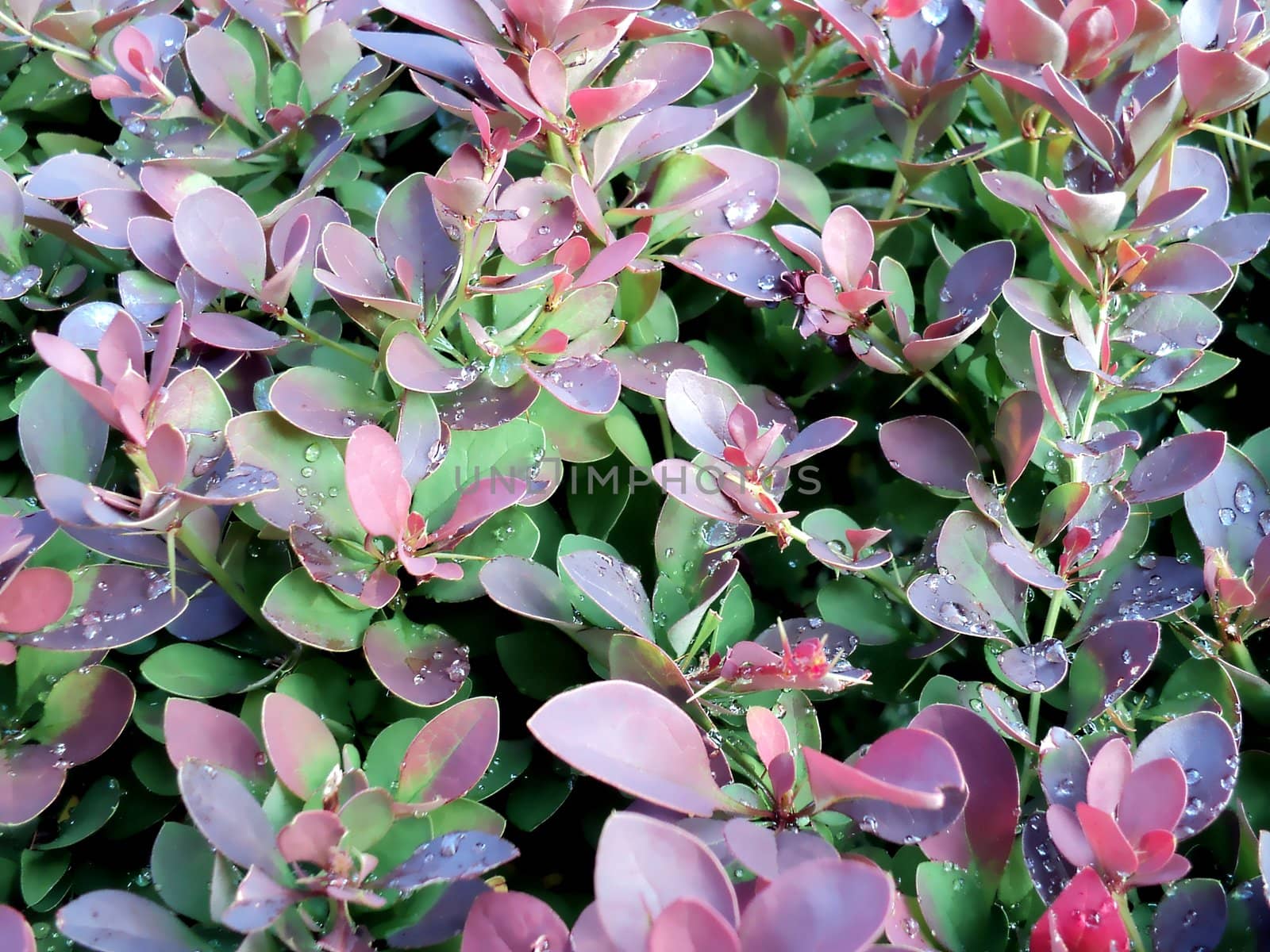 the general form of shrubby plants