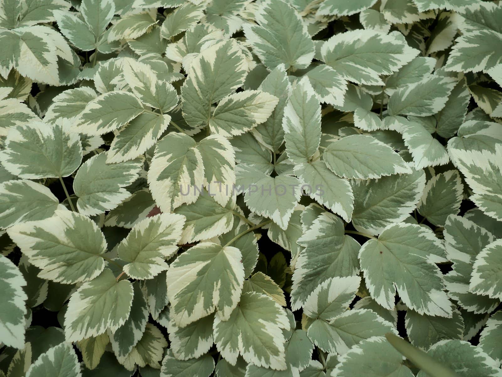 General view of the green leaves of field plants
