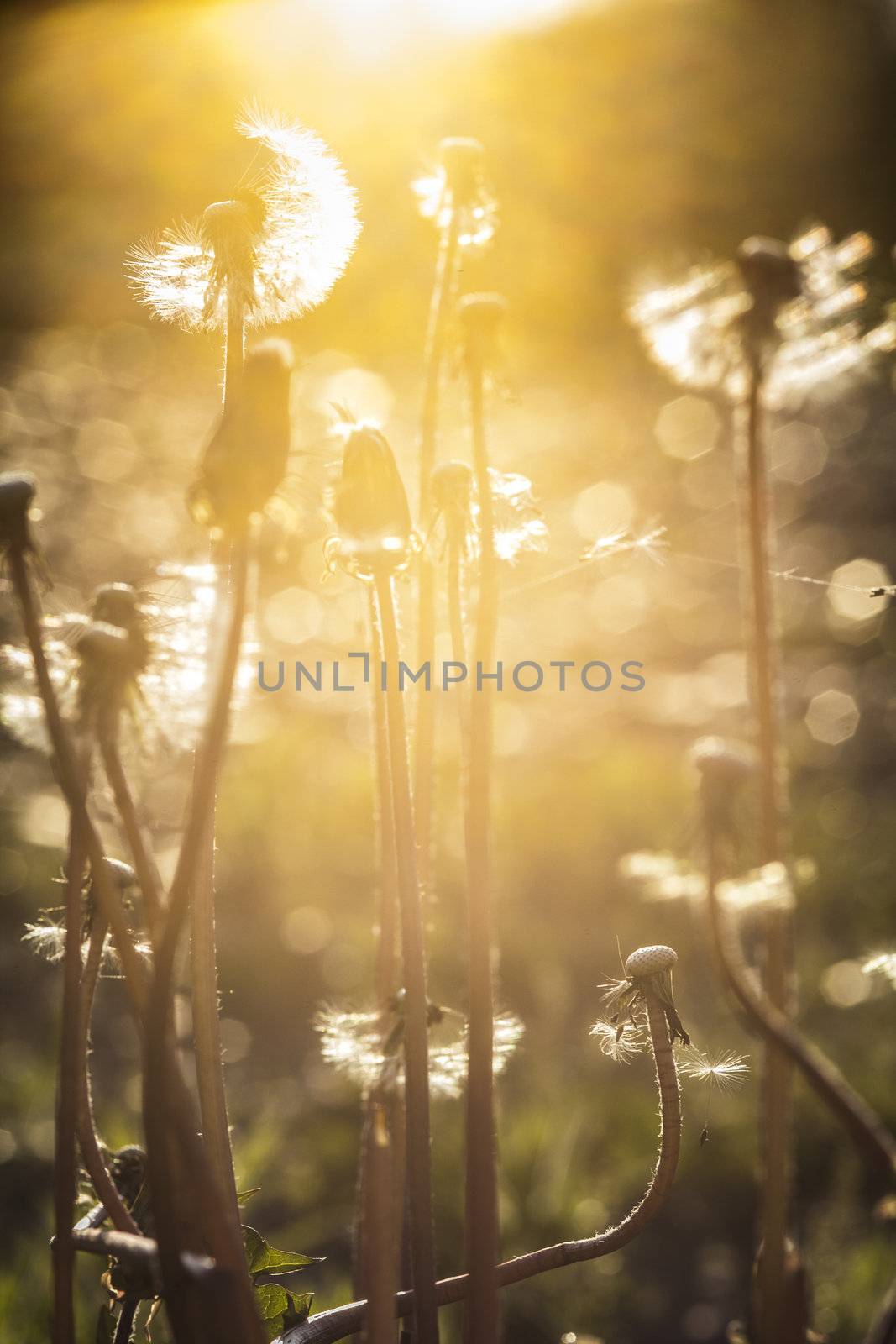 dandelion at sunset in a golden light