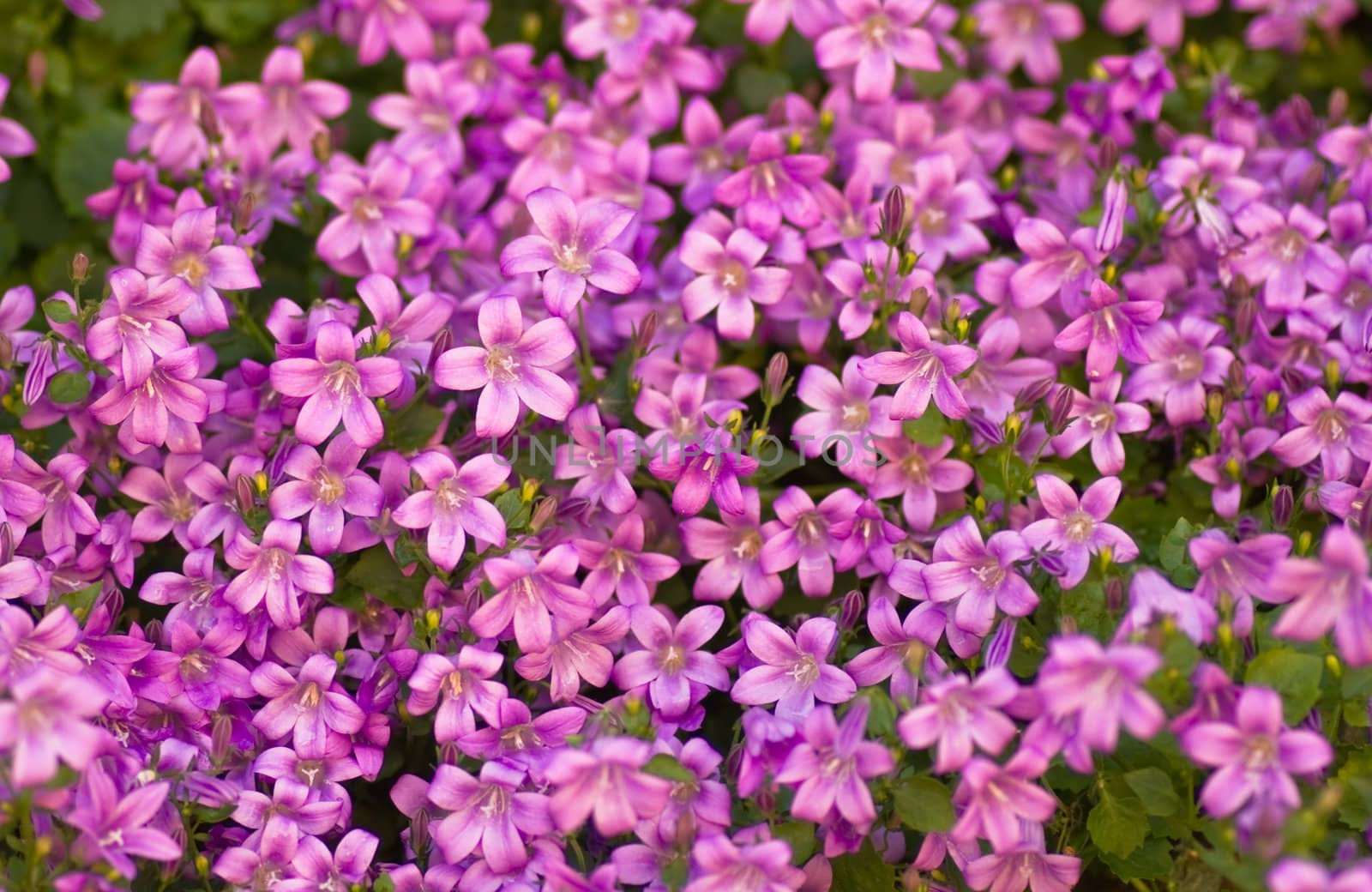 Tapestry of pink bellflowers or Campanula in spring as a flower background