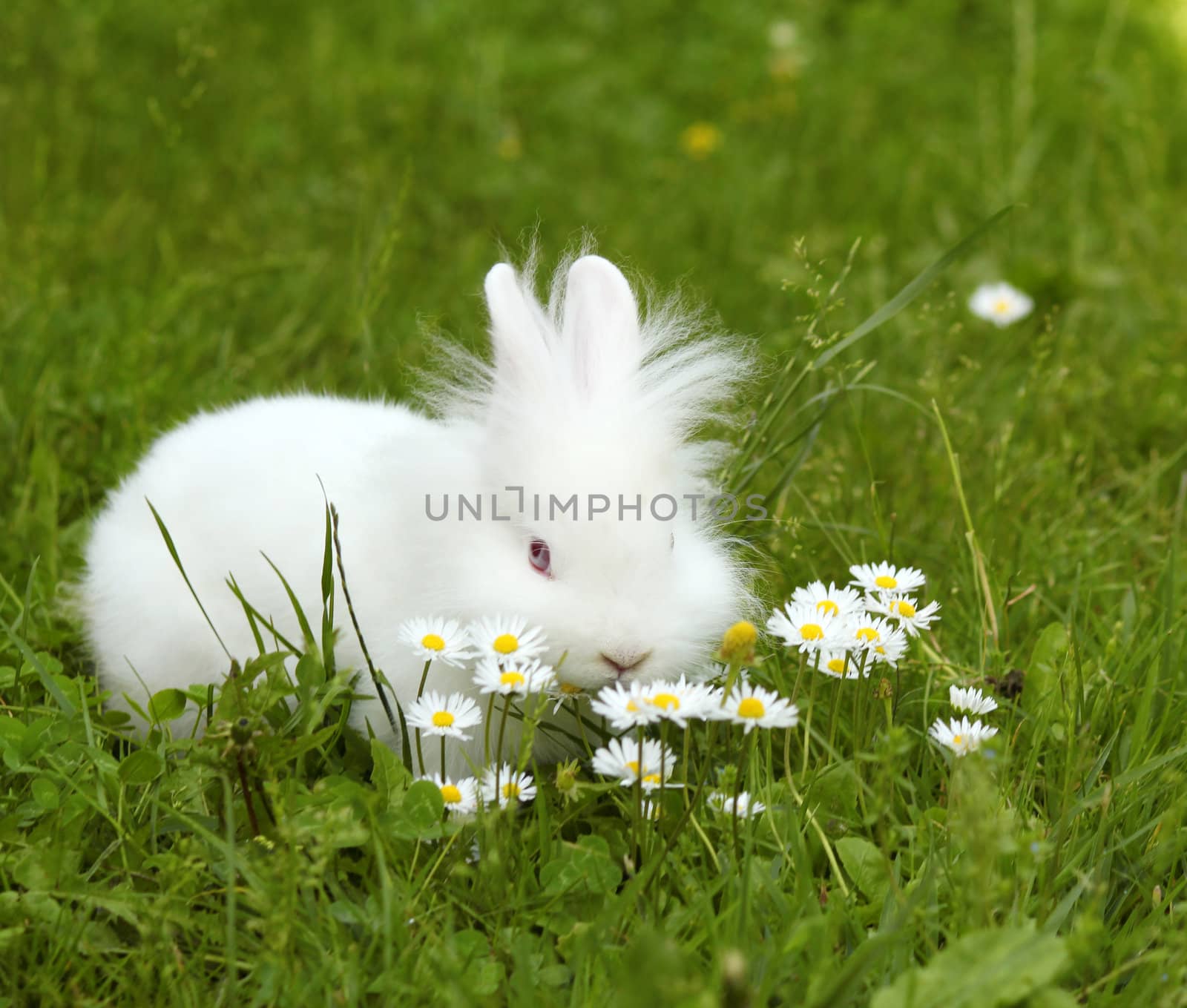 white dwarf bunny pet