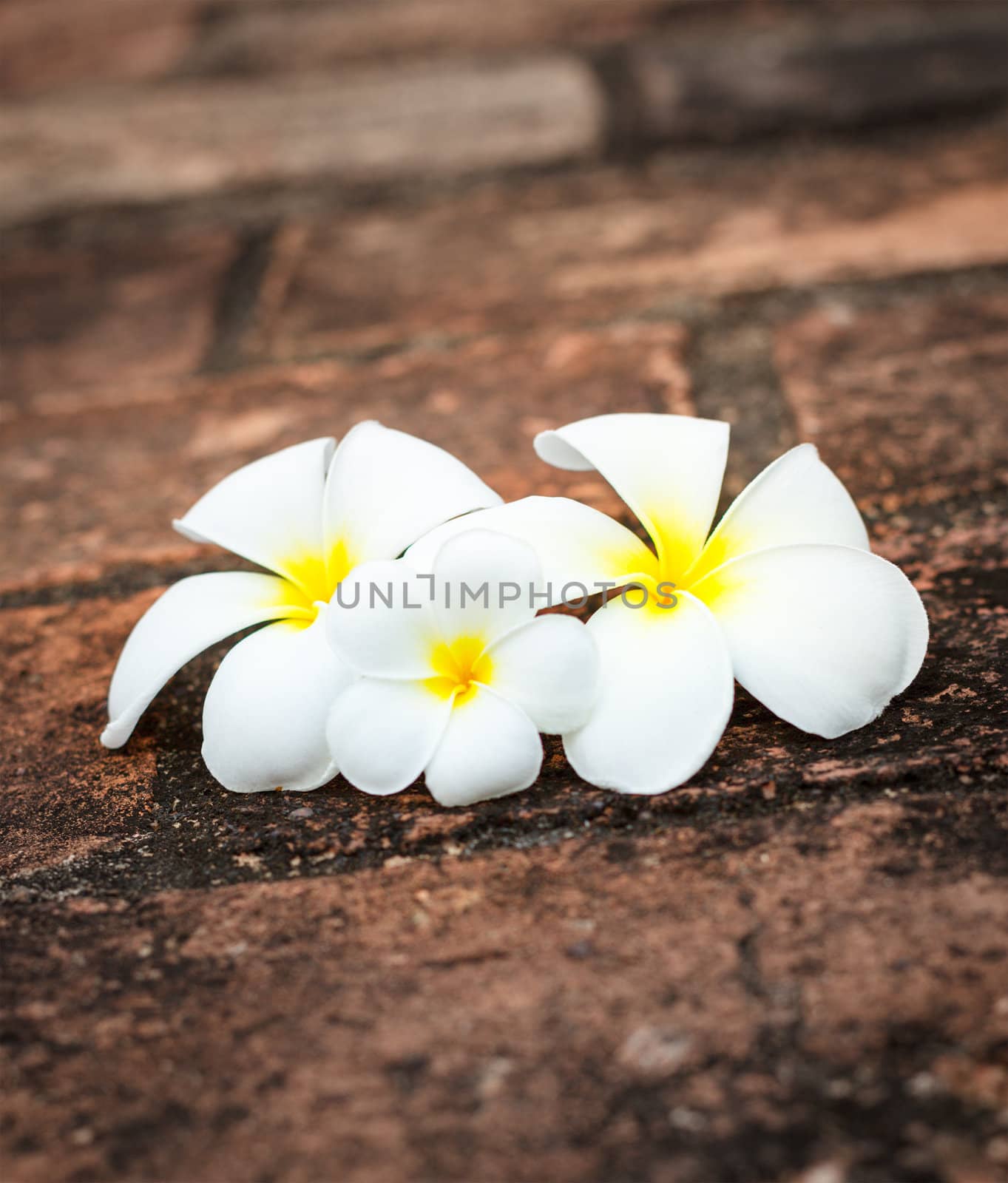 Three white frangipani (plumeria) spa flowers on rough stones