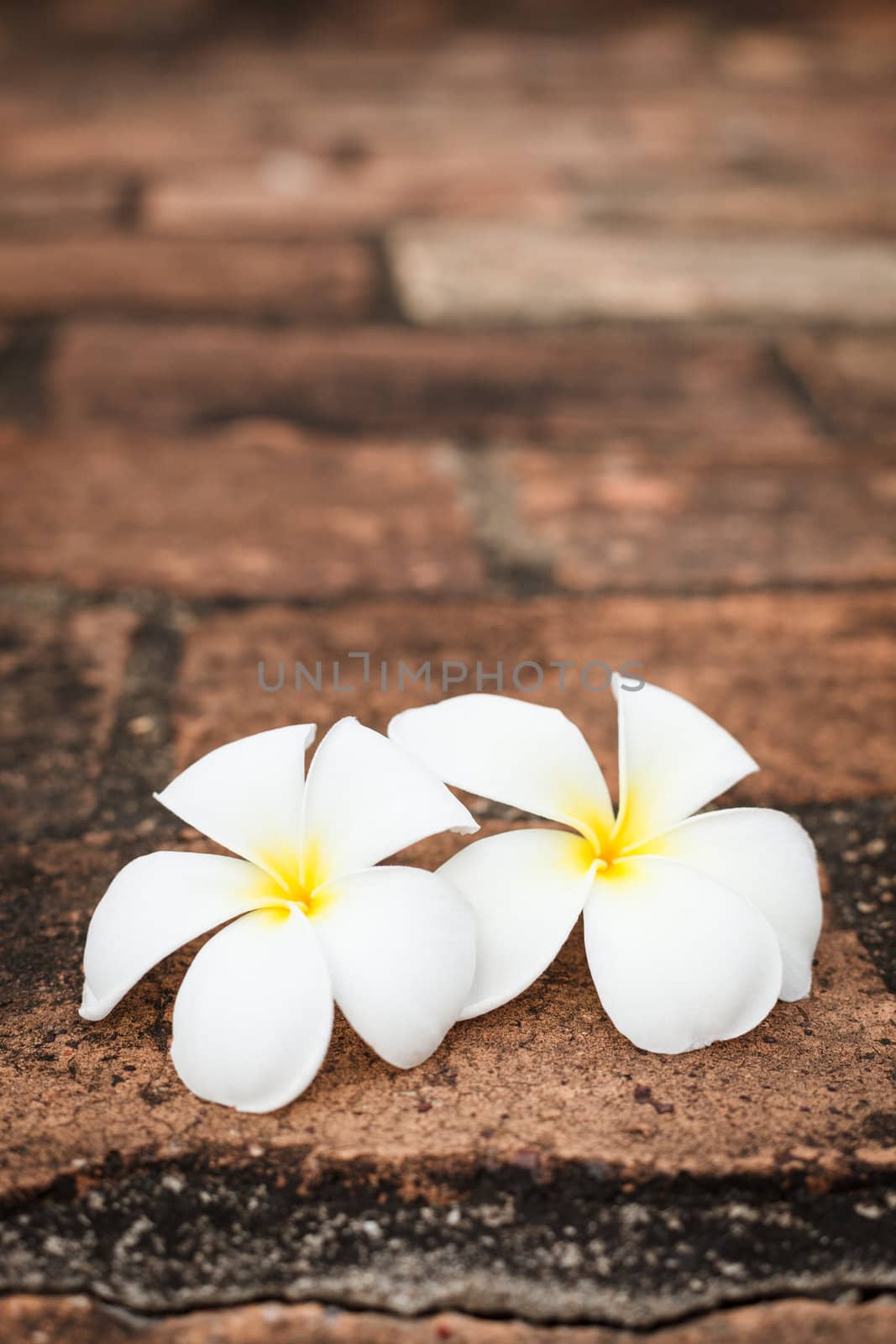 Delicate white frangipani (plumeria) spa flowers on rough stone surface