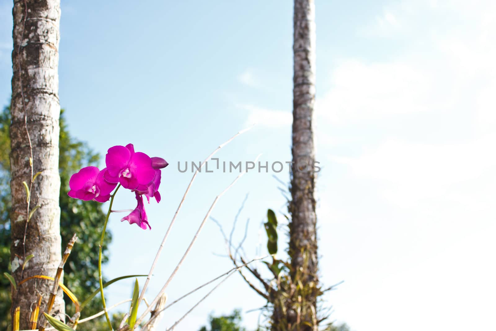 pink orchid in the garden