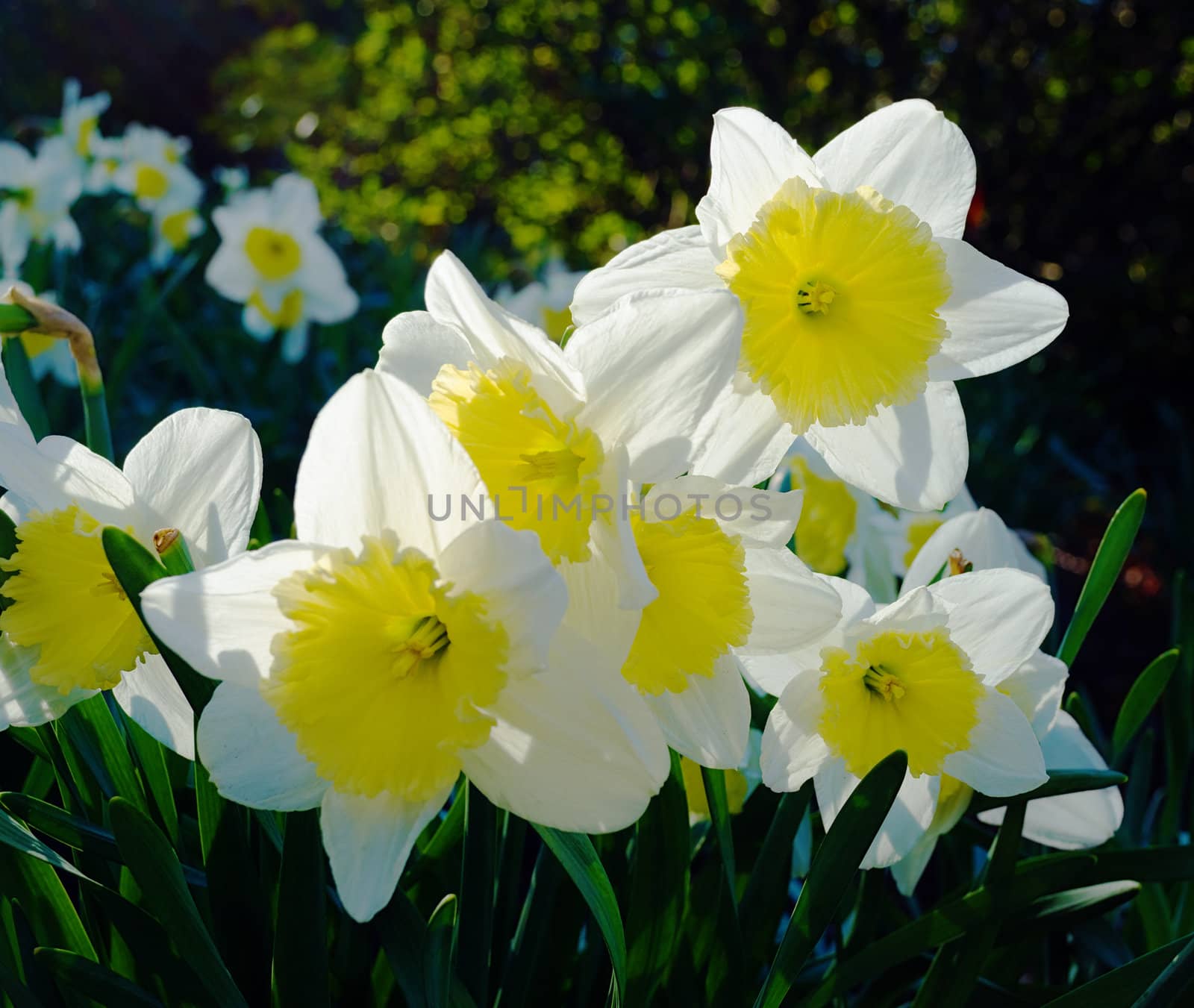 Daffodil backlit by nprause