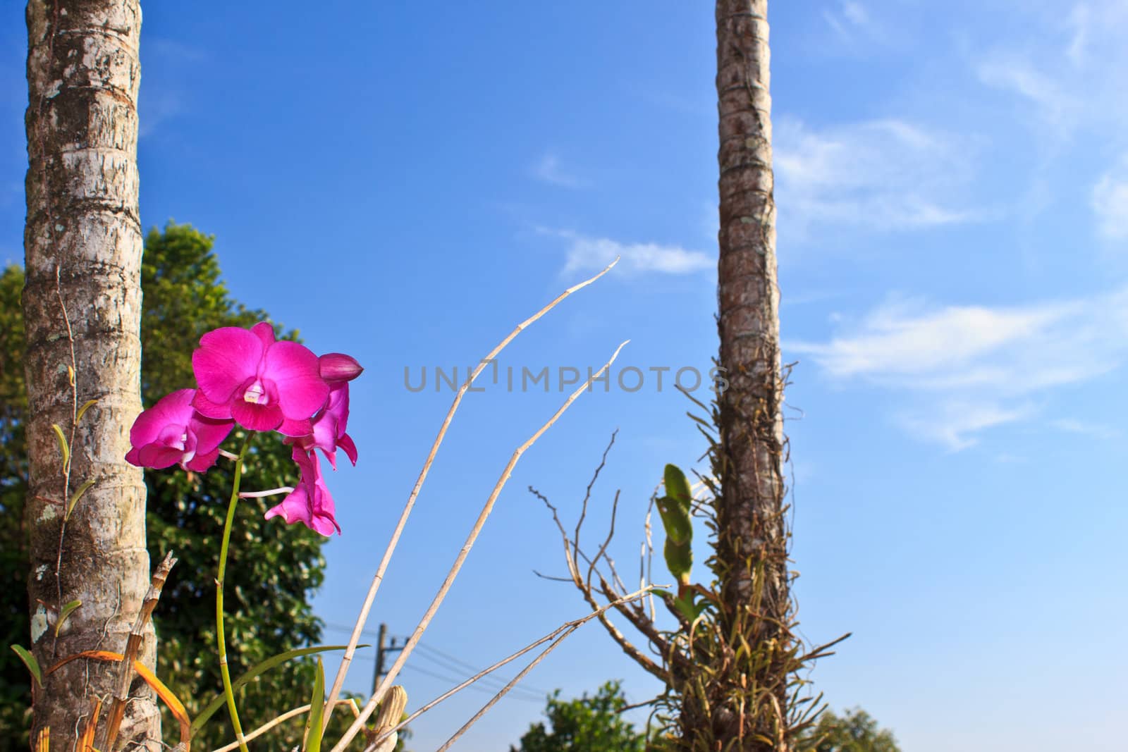 pink orchid in the garden