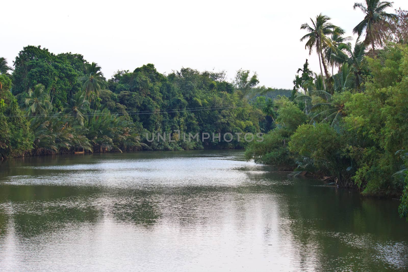 river in the jungle evening view