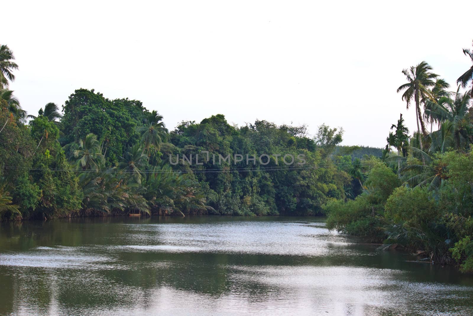 river in the jungle evening view