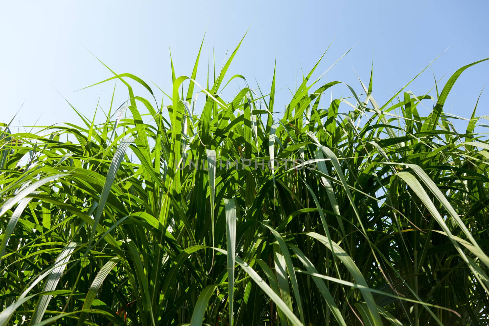 Miscanthus plants are grown in agriculture for biofuels, diesel and ethanol