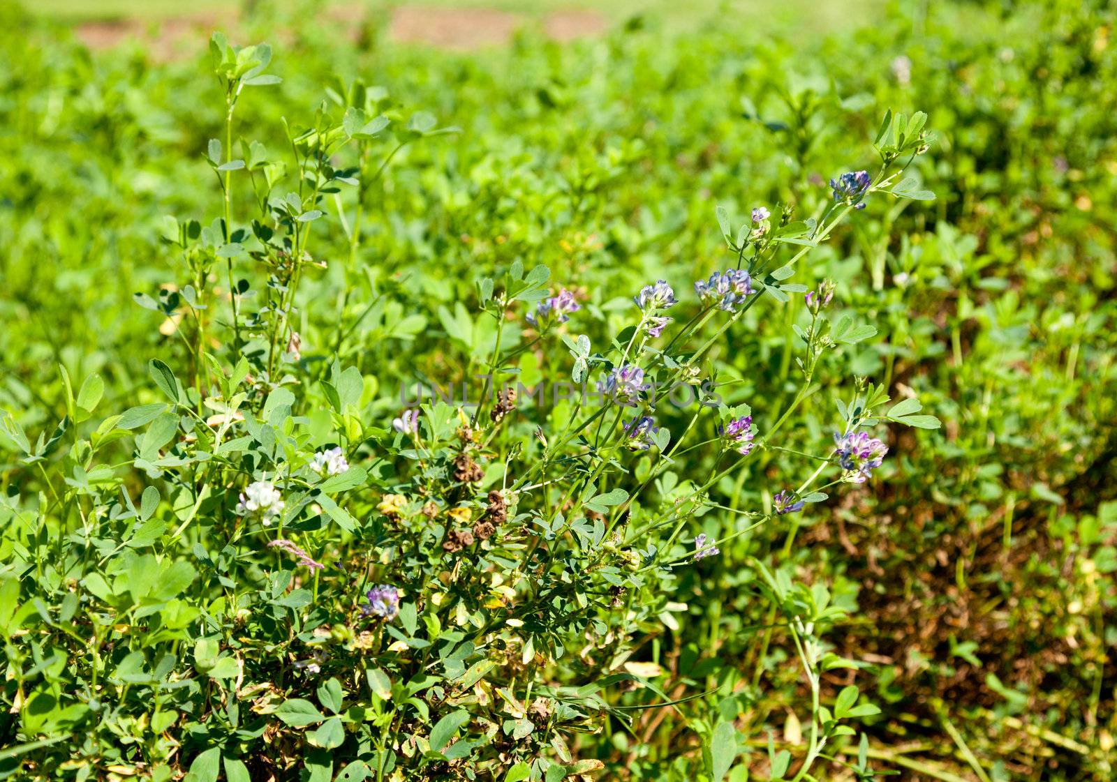 Cuphea flowers have tiny seeds that are used for biofuels and diesel