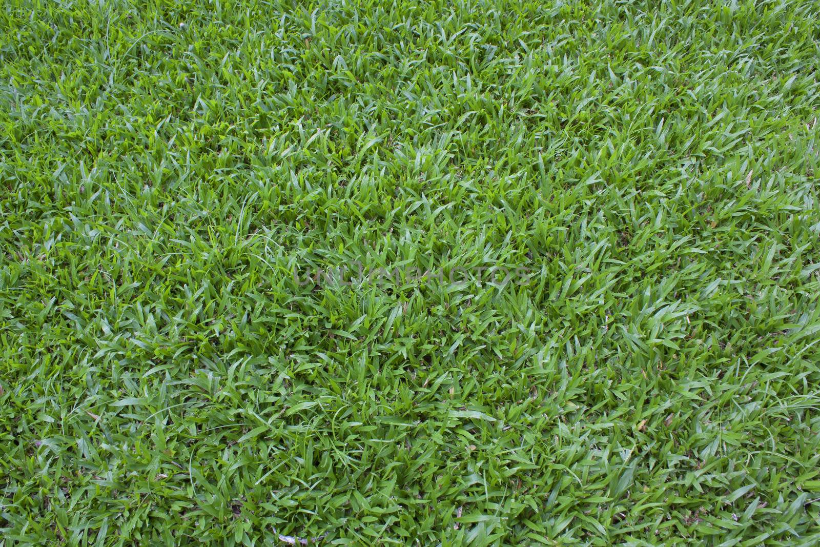 Beautiful green grass texture from golf course