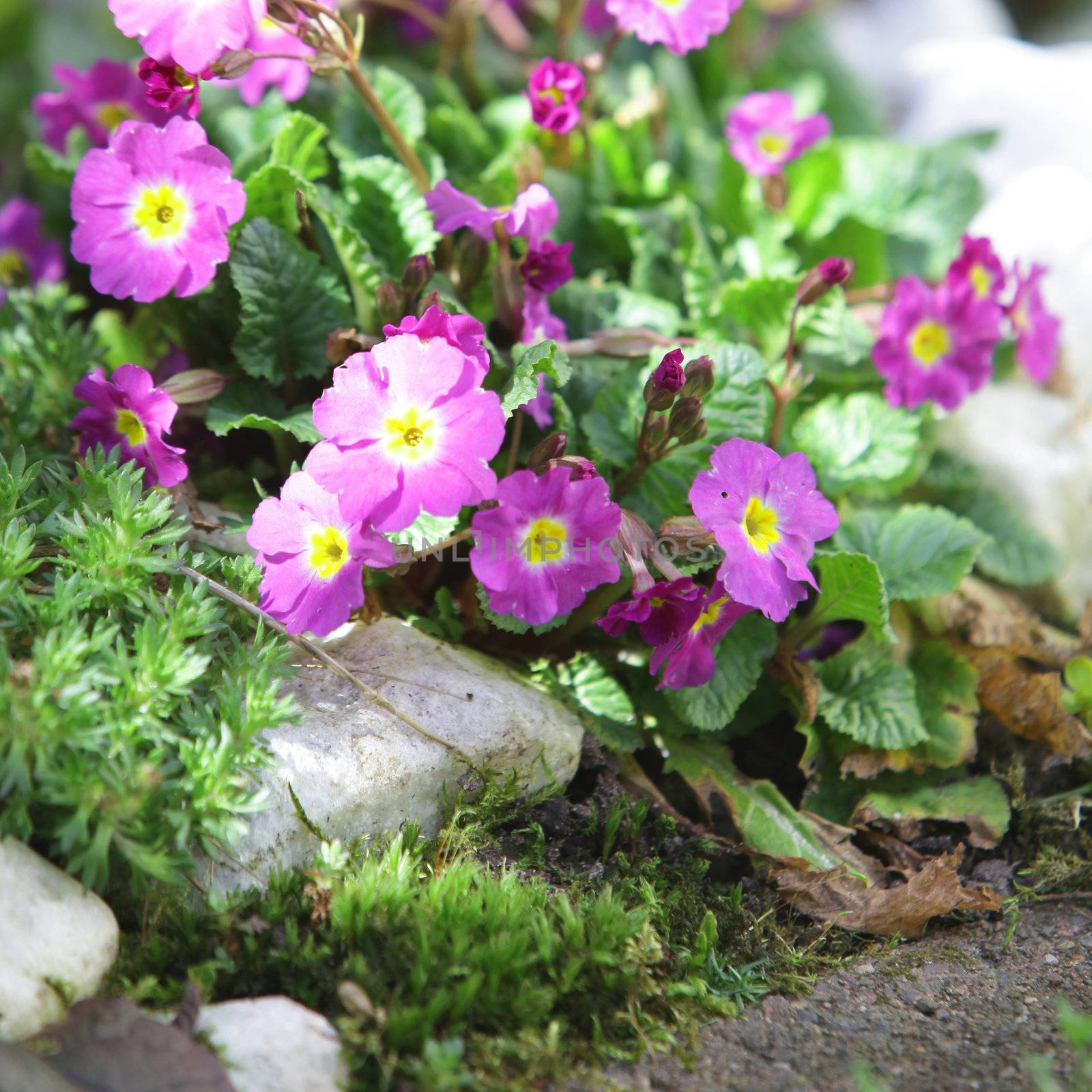 Photograph of beautiful purple flowers near the pathway.