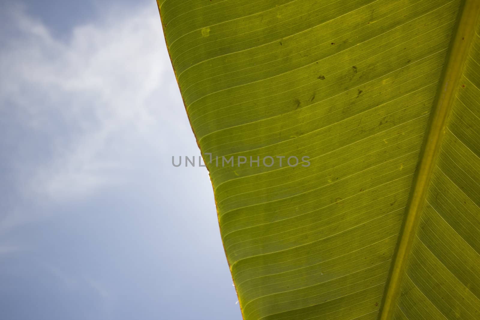 Large banana leaf with a cloudy blue sky by jeremywhat