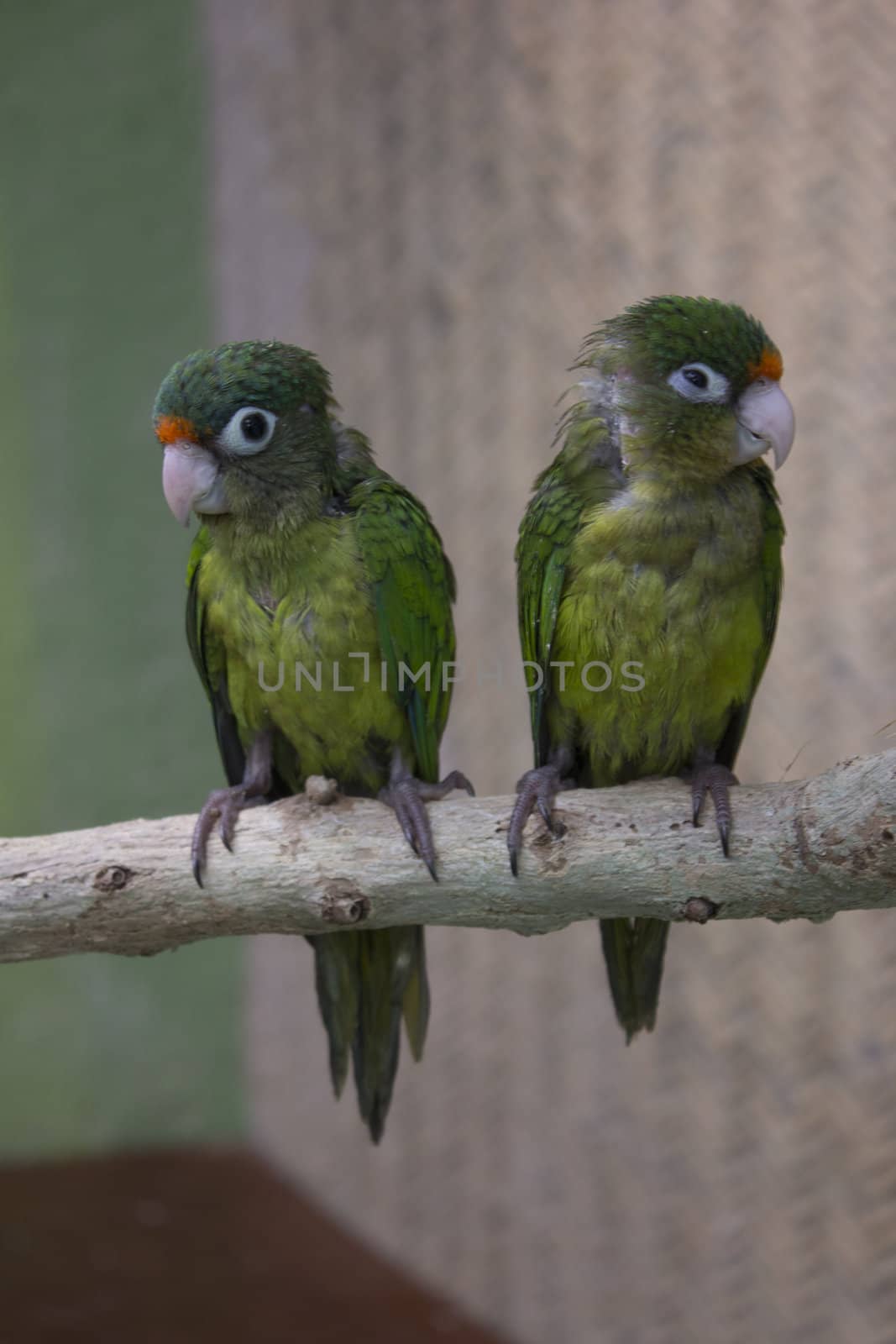 young green parrots on a branch in the wild.