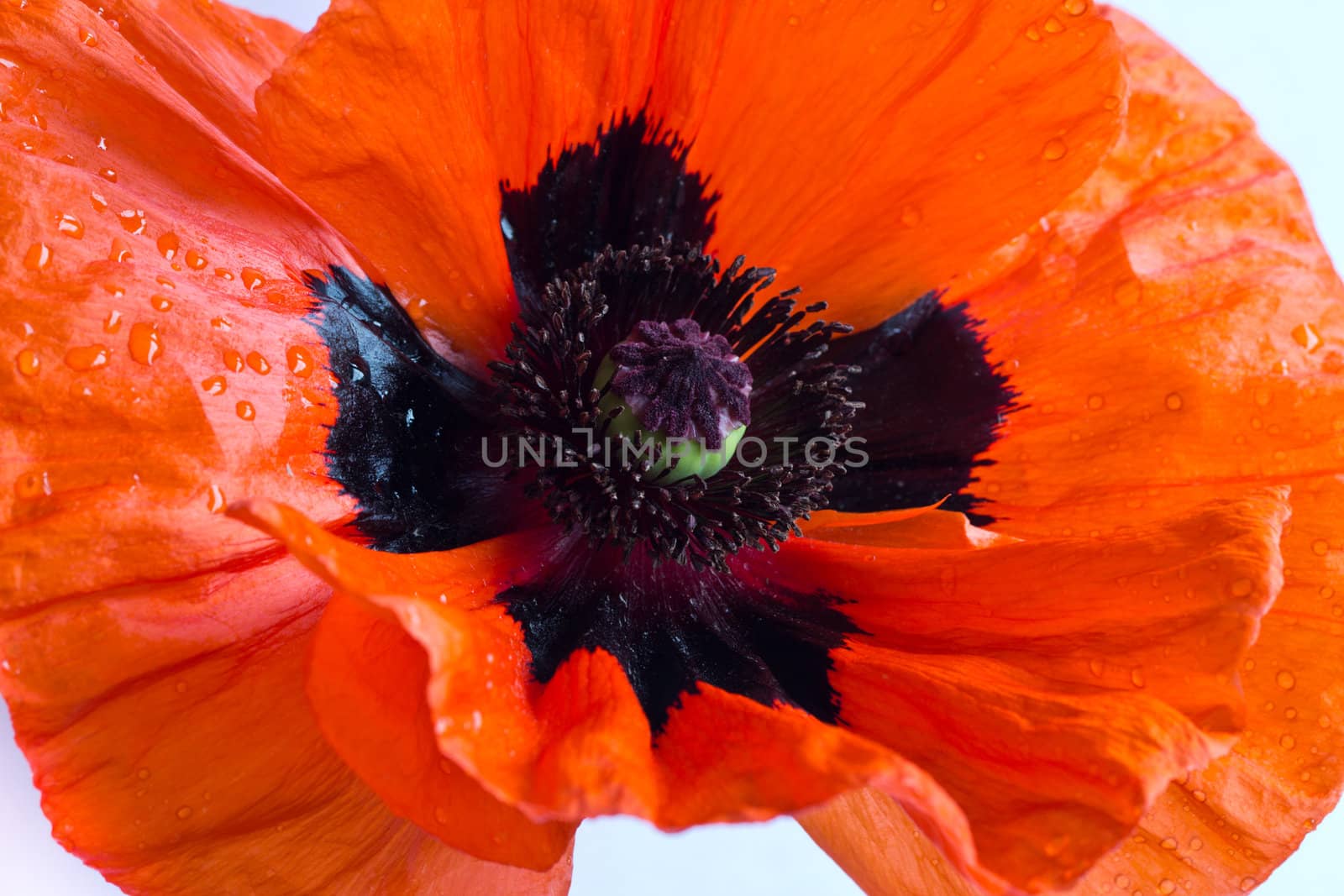 Single Orange Poppy