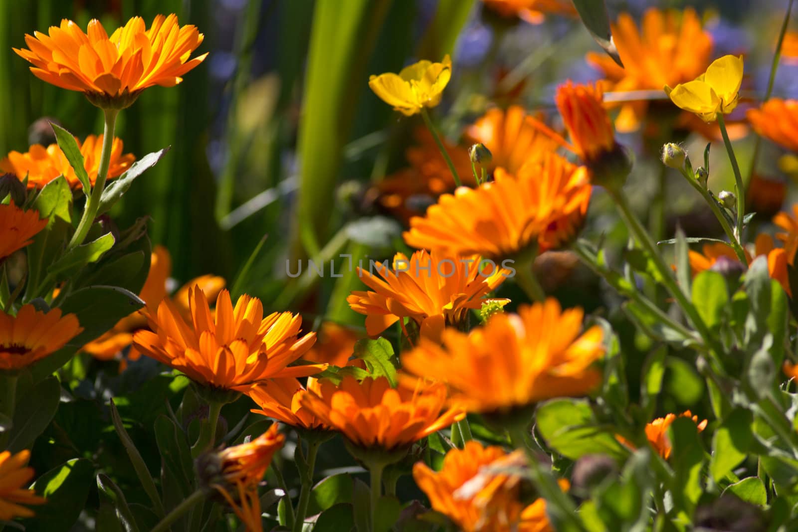 A garden of orange Marigolds