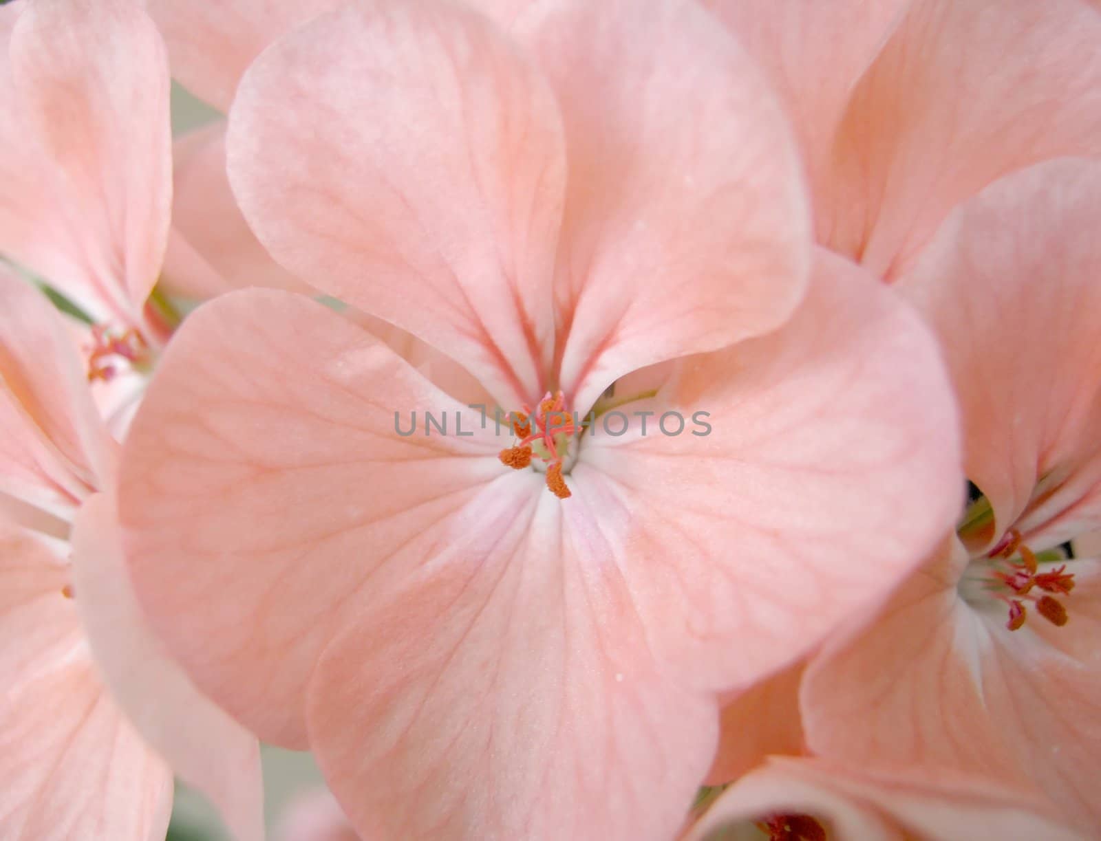 Blossom pink geranium. Shallow DOF.                                    