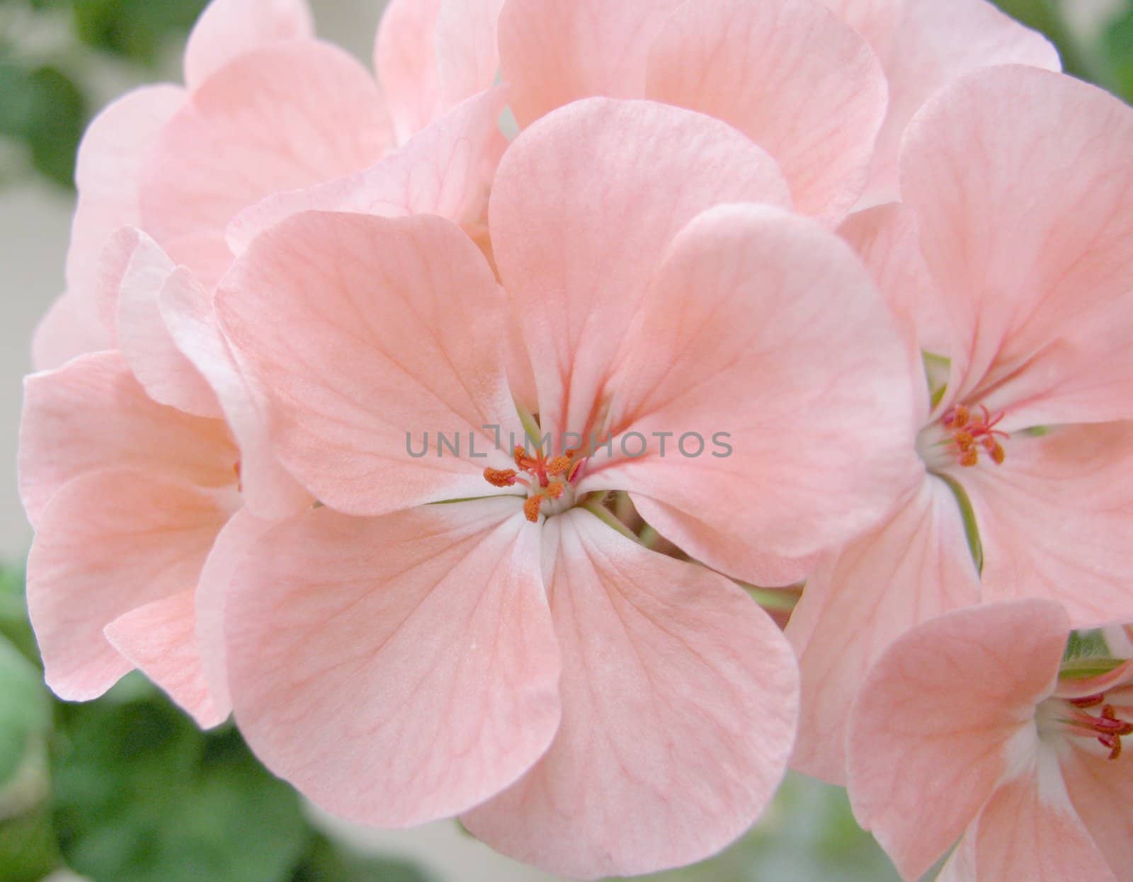 Blossom pink geranium. Shallow DOF.                               