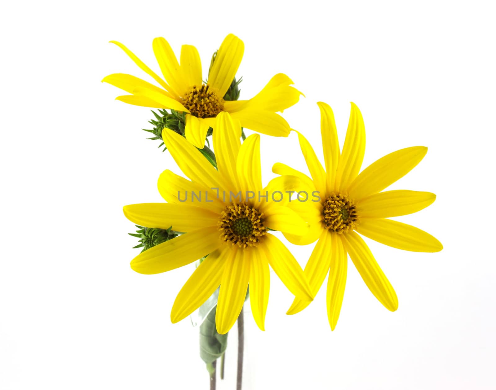 Yellow flowers over white