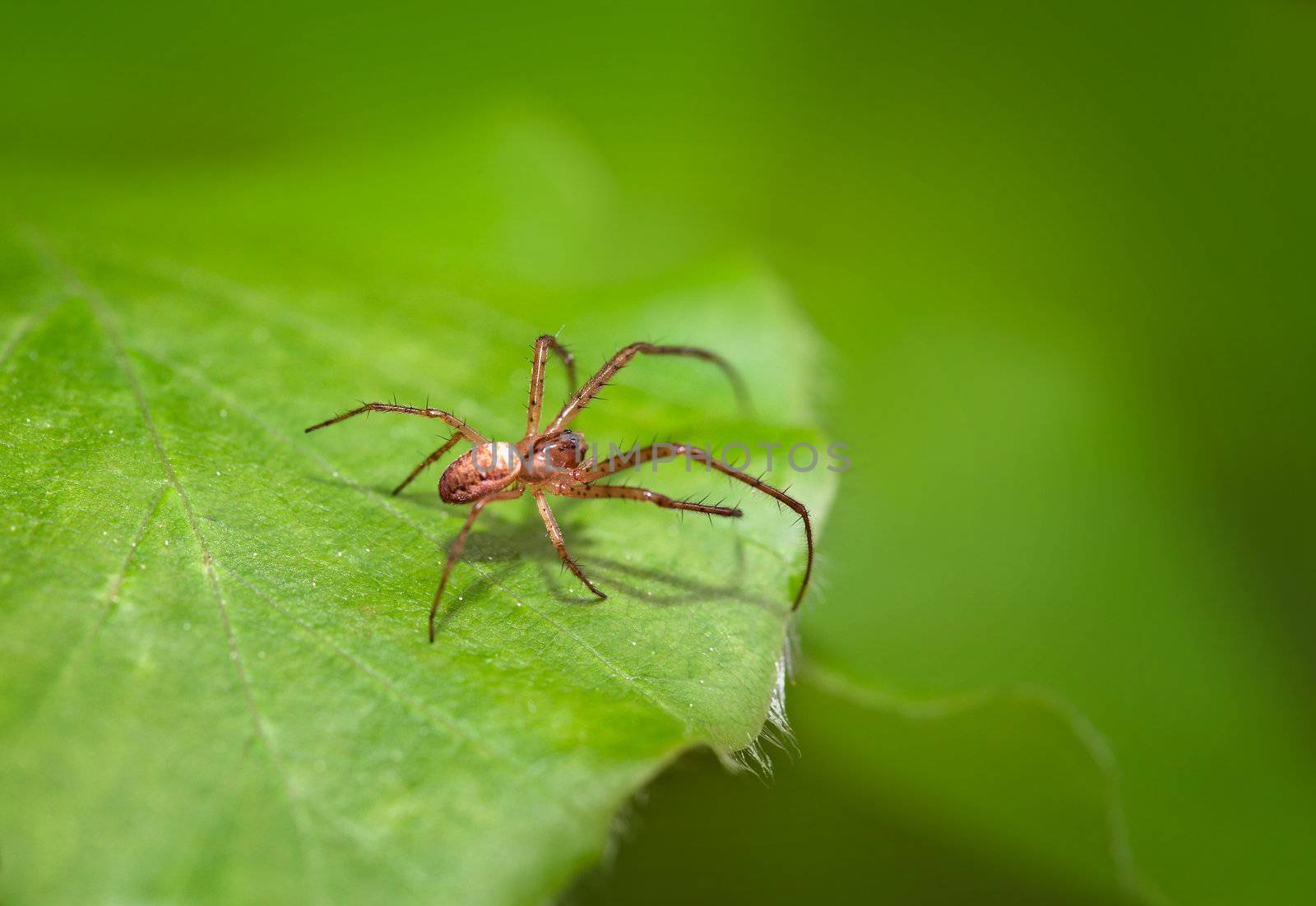 Small spider hunts on a green leaf