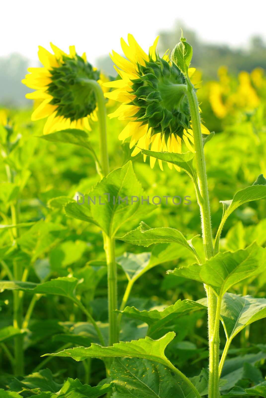 Back of sunflower in the farm