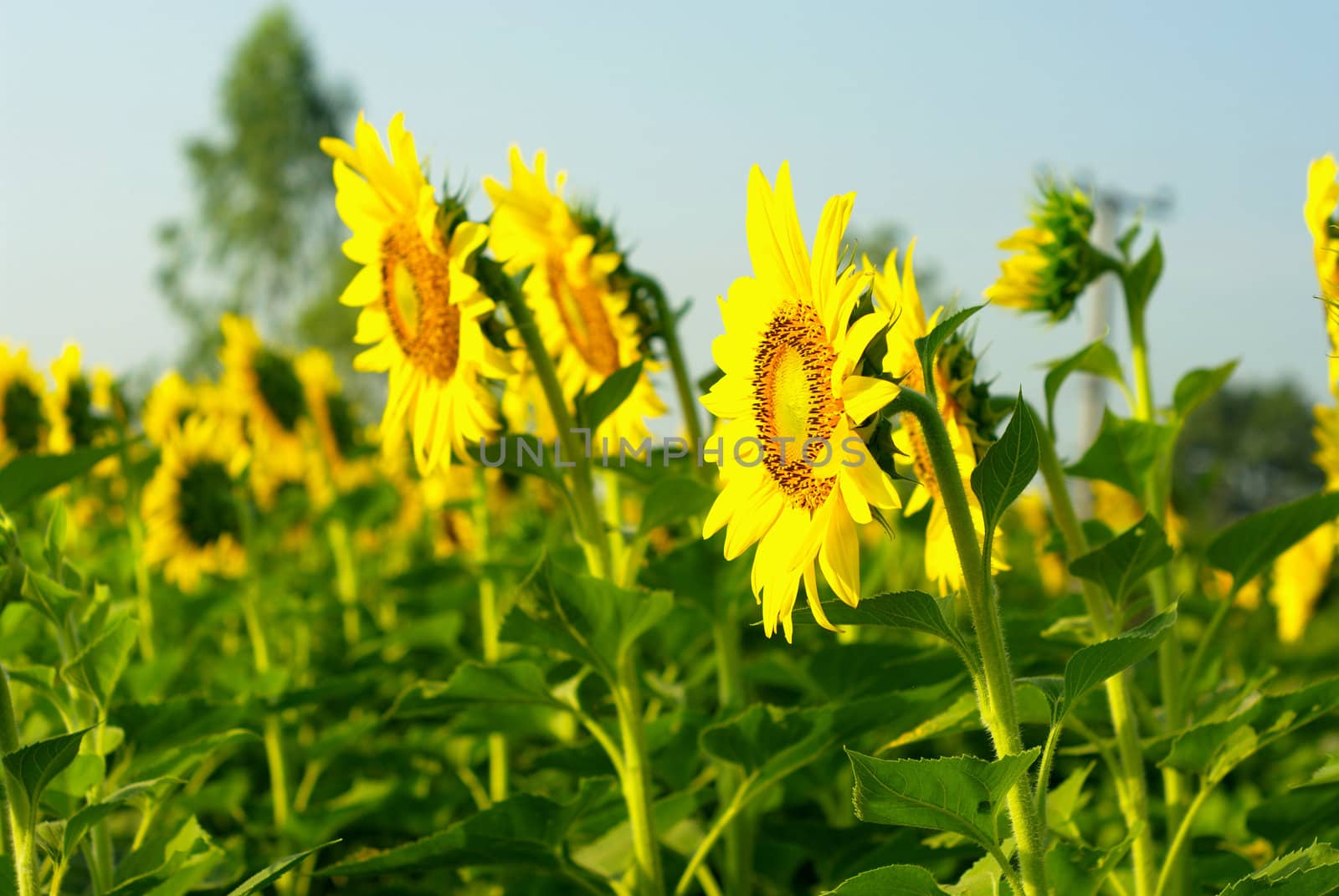 Side of sunflower in the farm