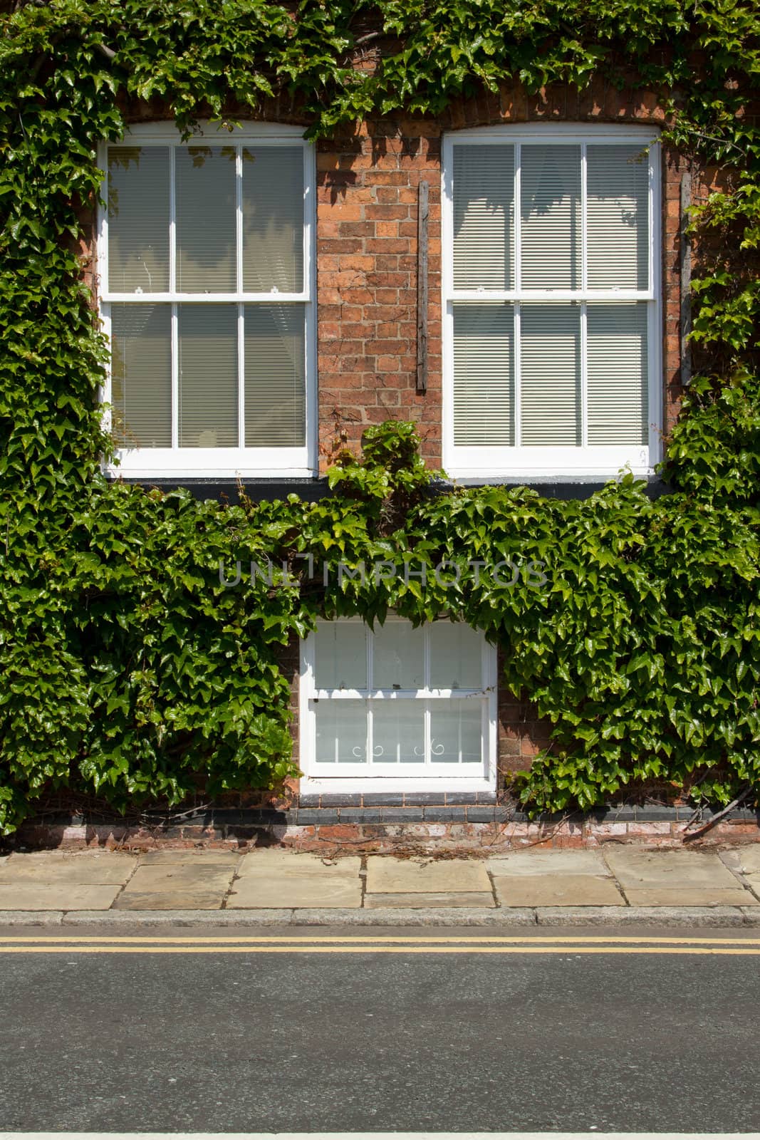 Three white painted windows set in red brick surrounded by green ivy leaves with a pavement and road with parking restriction lines.