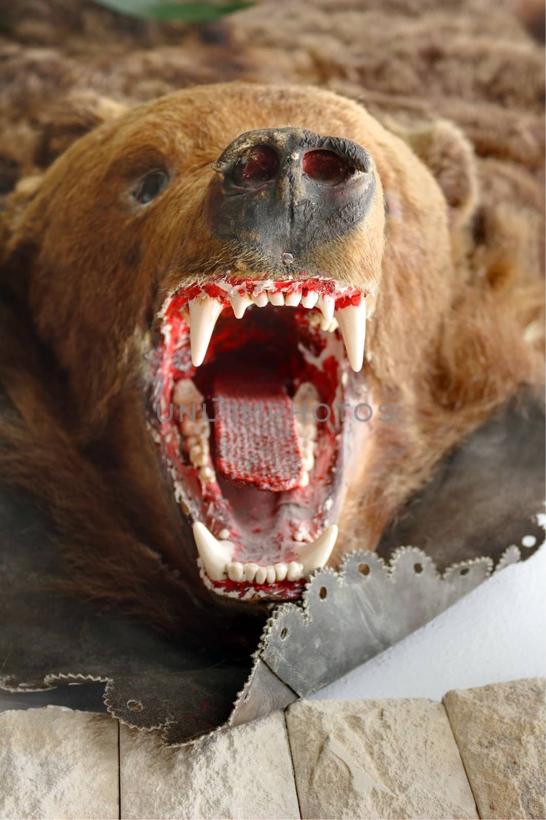 brown bear trophy hunted in Rodnei mountains, the Carpathians, Romania