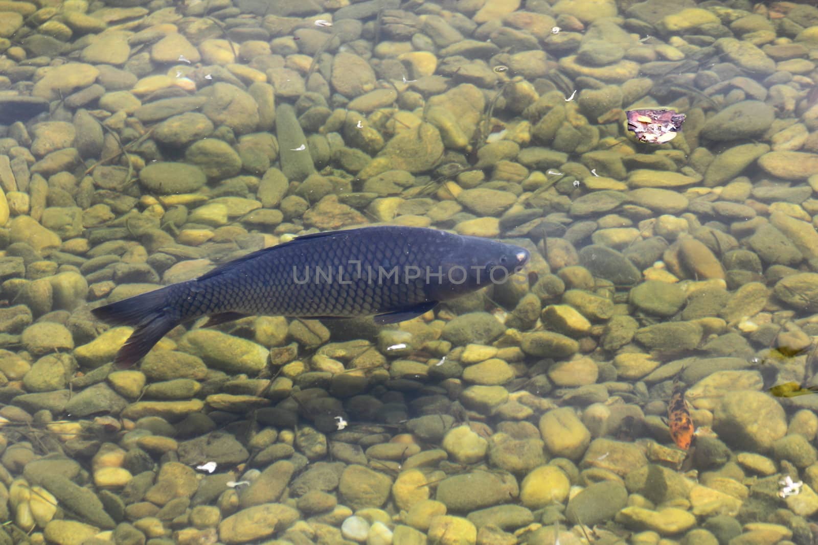 carp in clear water by taviphoto