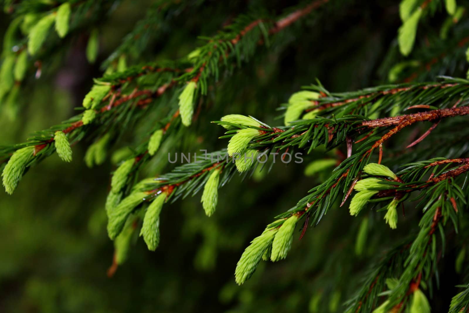 closeup of spruce buds at the end of spring