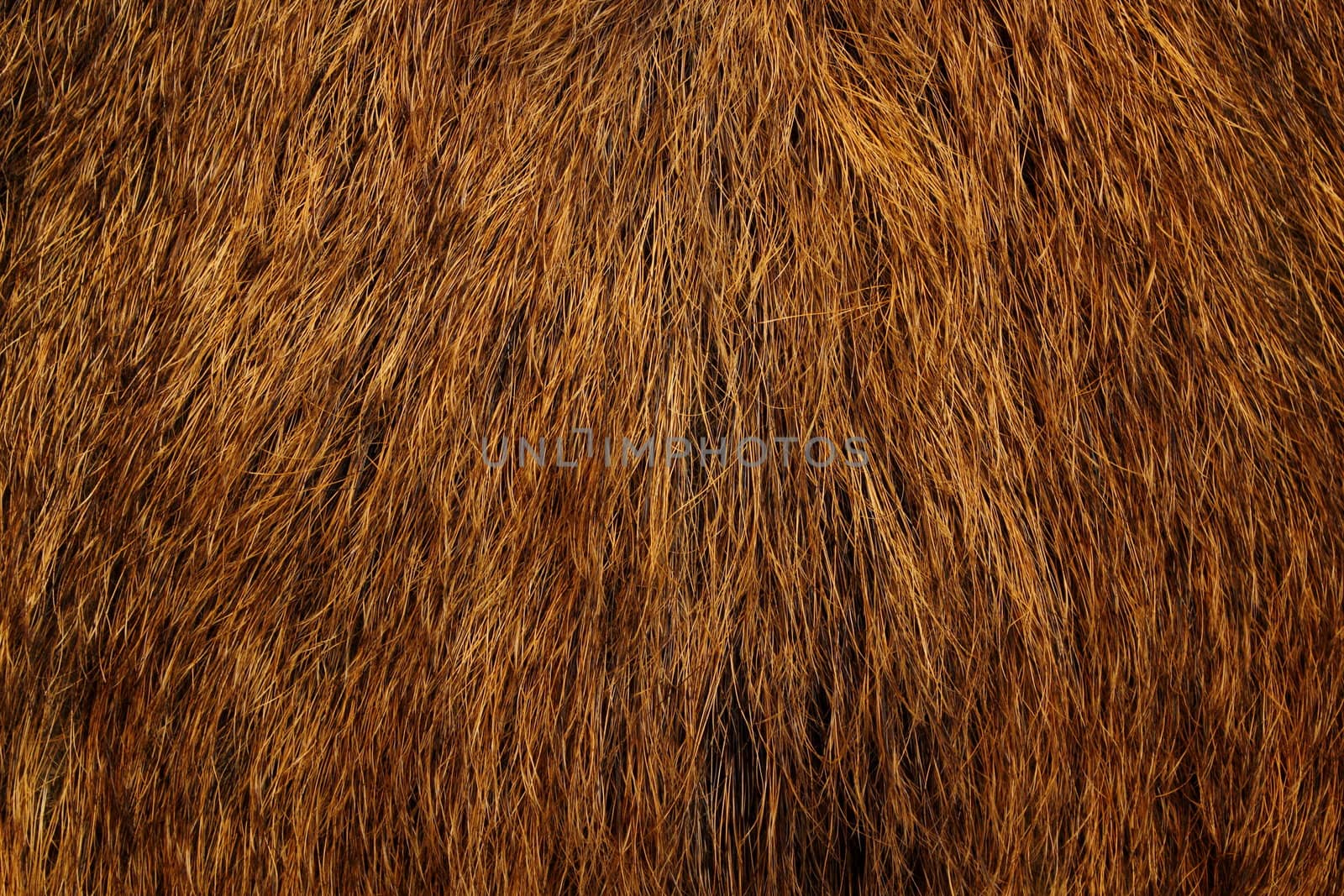 wild boar fur by taviphoto