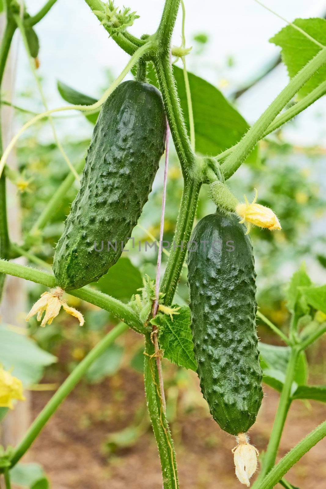 Cucumbers growing in greenhouse by qiiip