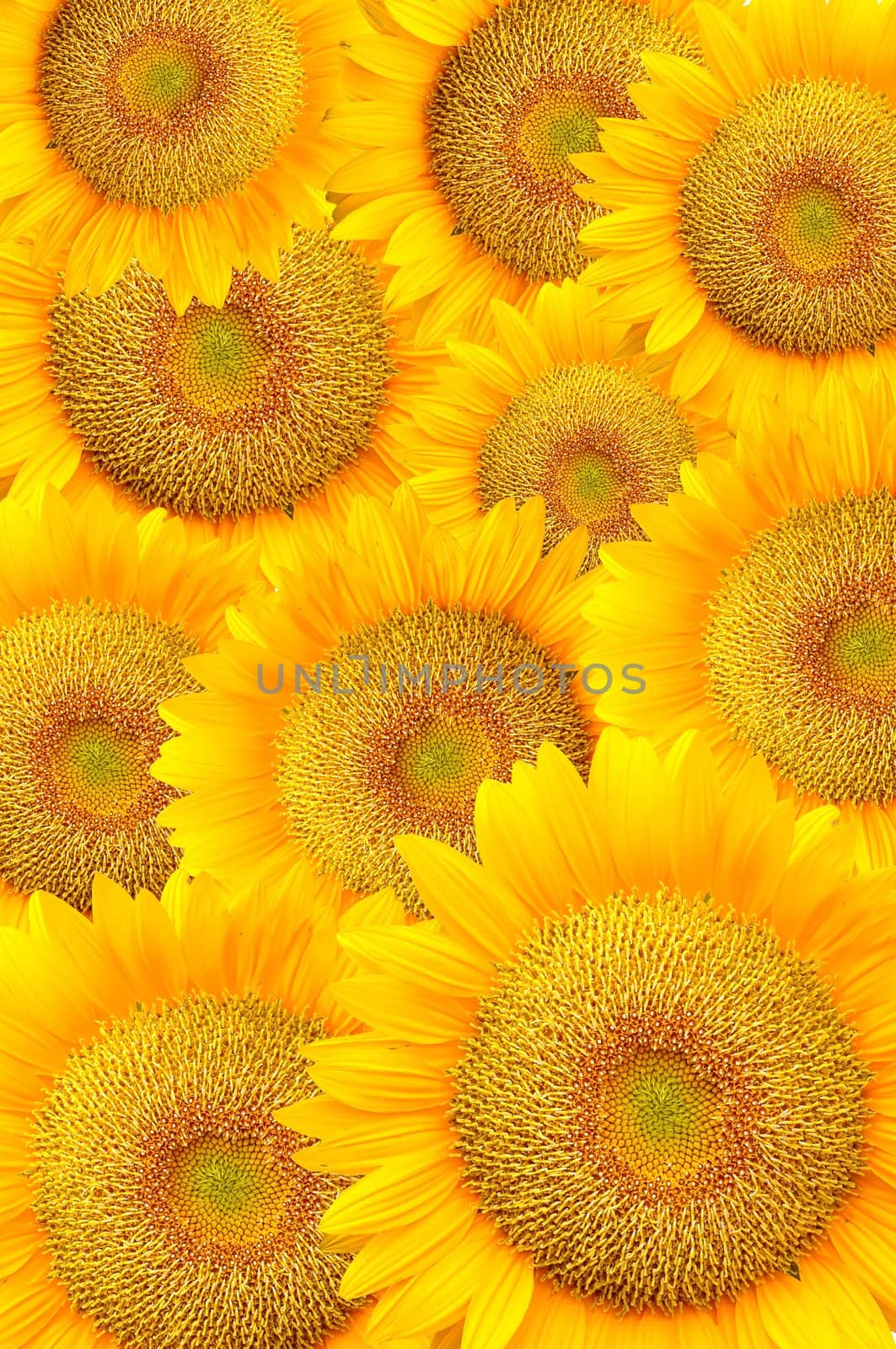 Beautiful sunflowers