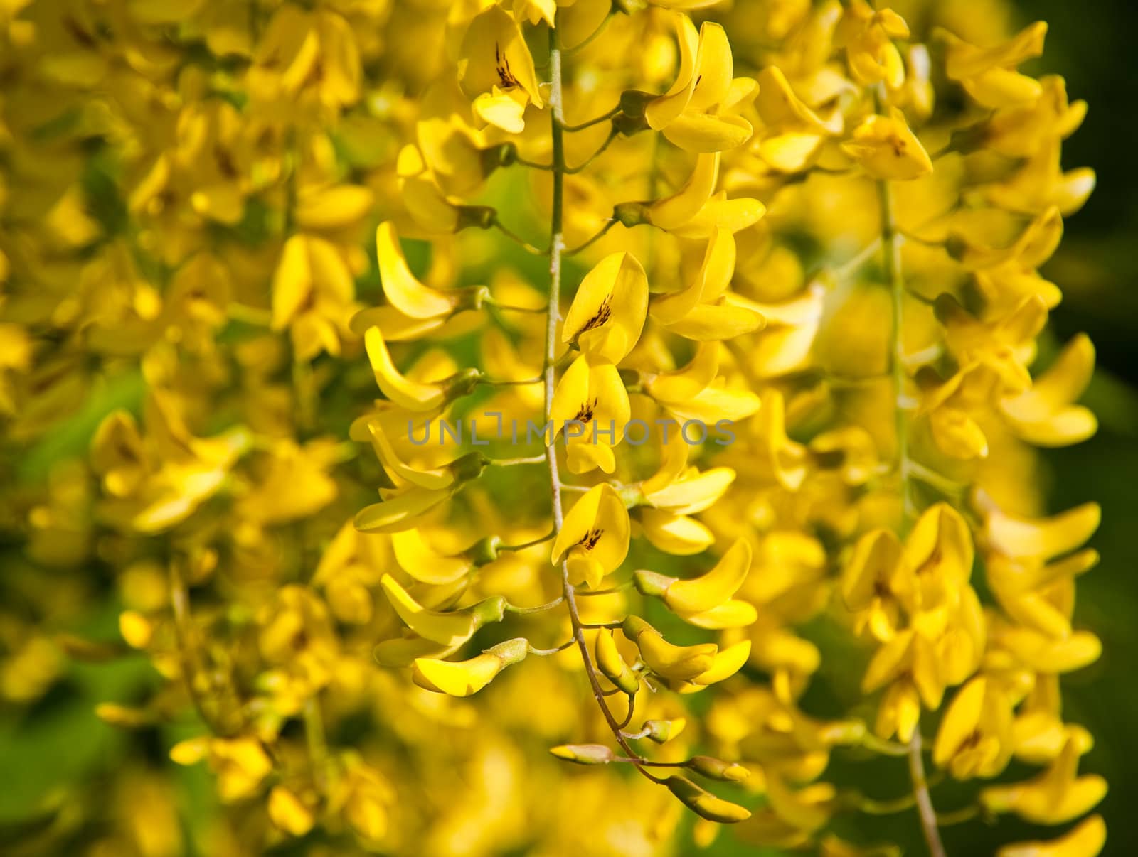 Hanging yellow blossoms