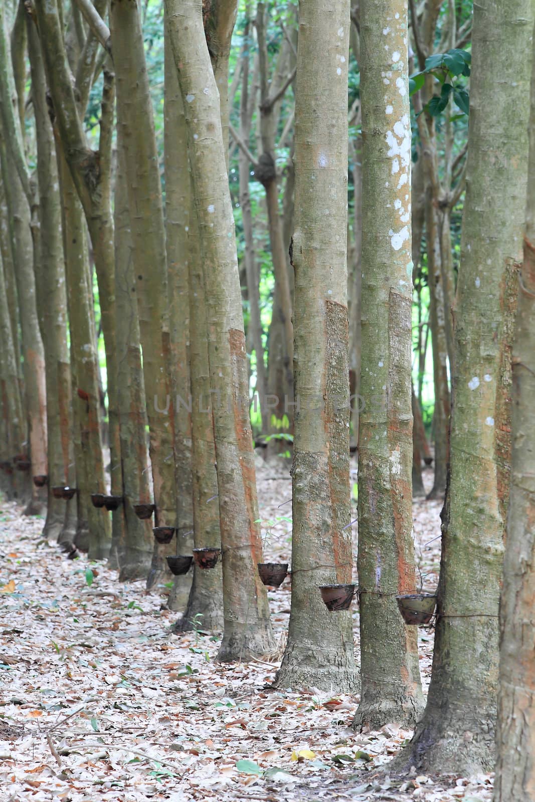 Para rubber tree garden in south of Thailand