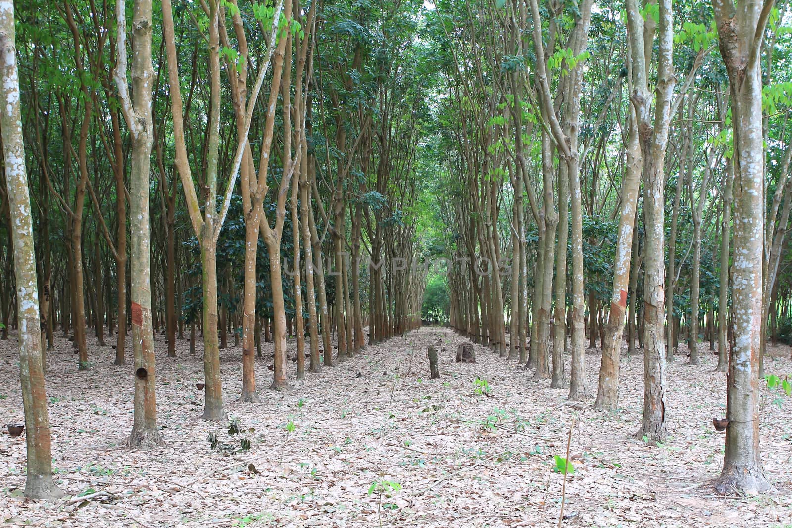 Para rubber tree garden in south of Thailand