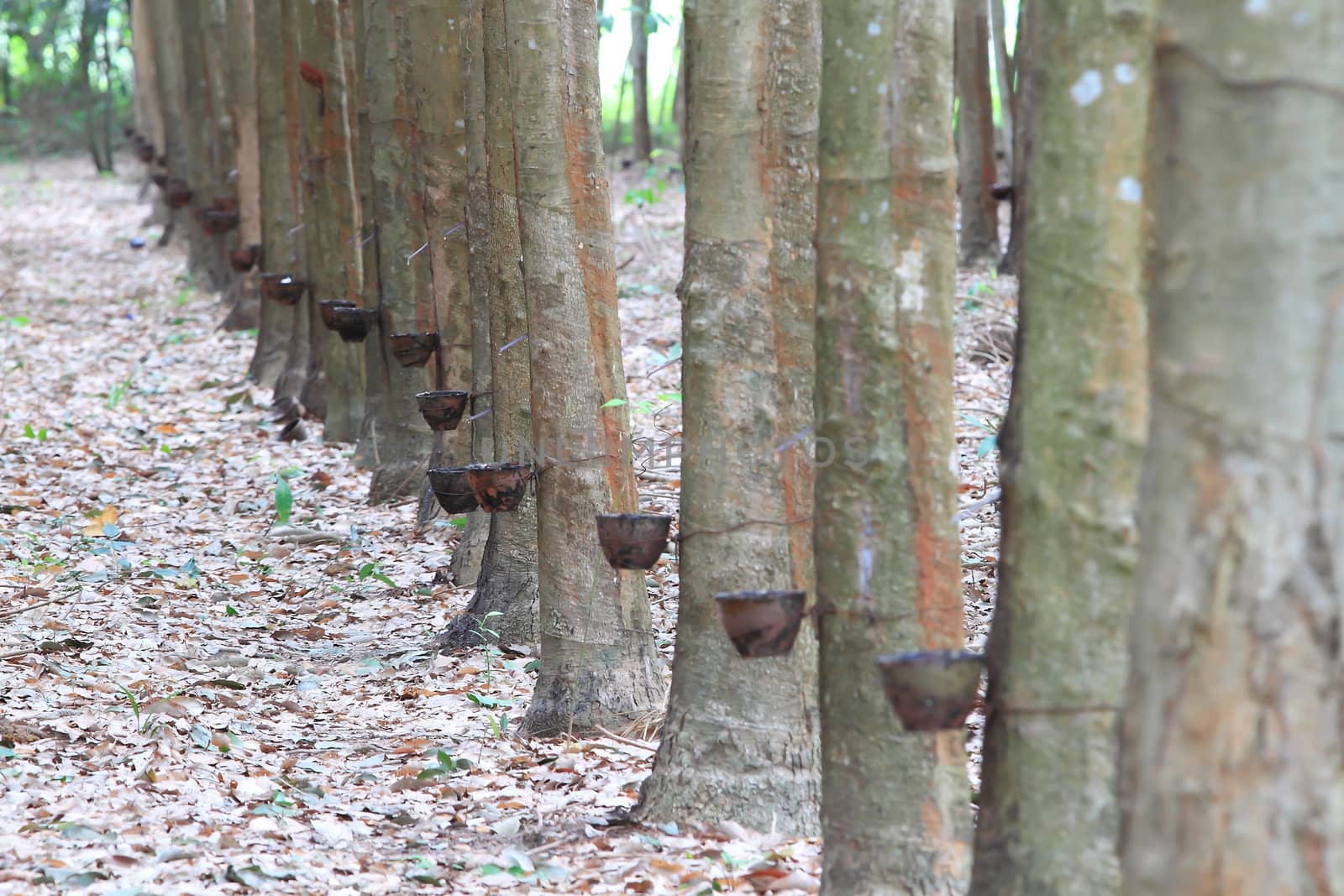 Para rubber tree garden in south of Thailand