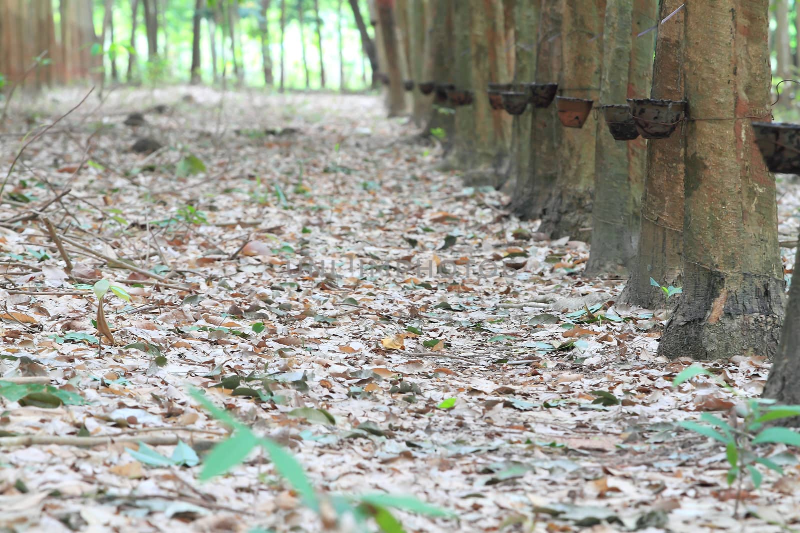 Para rubber tree garden in south of Thailand