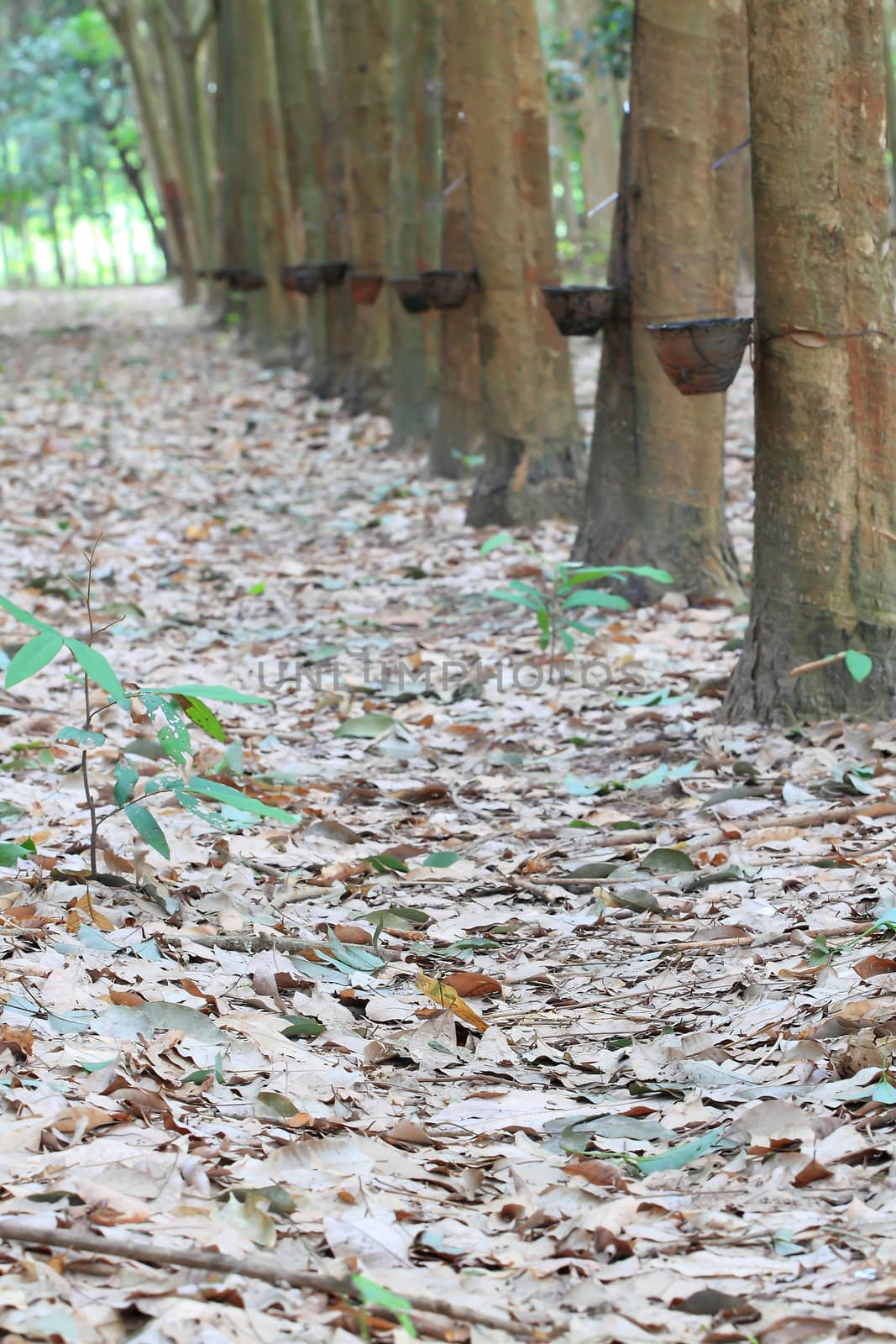 Para rubber tree garden in south of Thailand