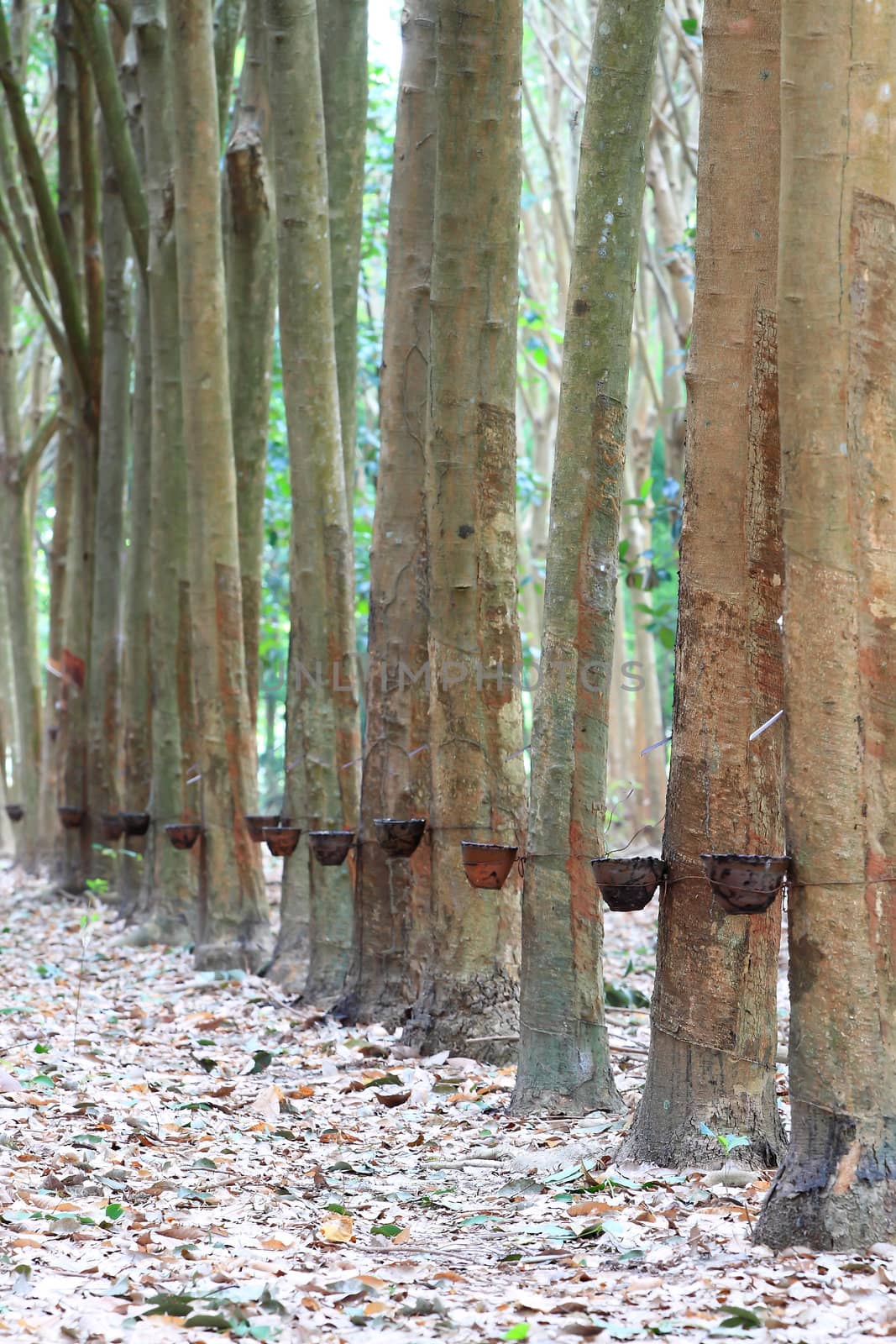 Para rubber tree garden in south of Thailand