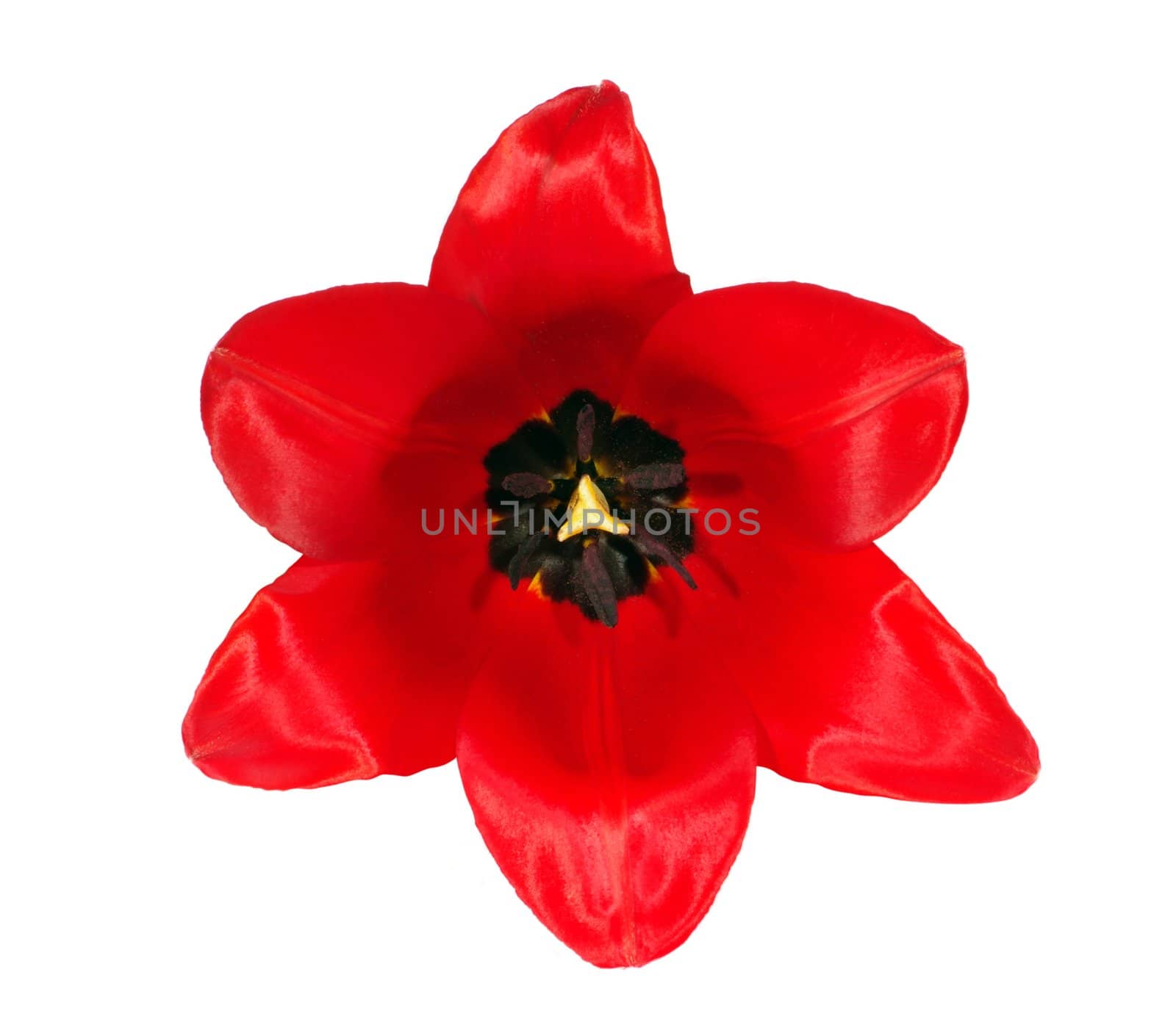 red tulip flower isolated on white 
