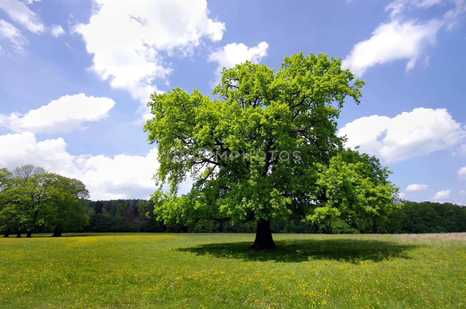 green fresh tree in summer nature 