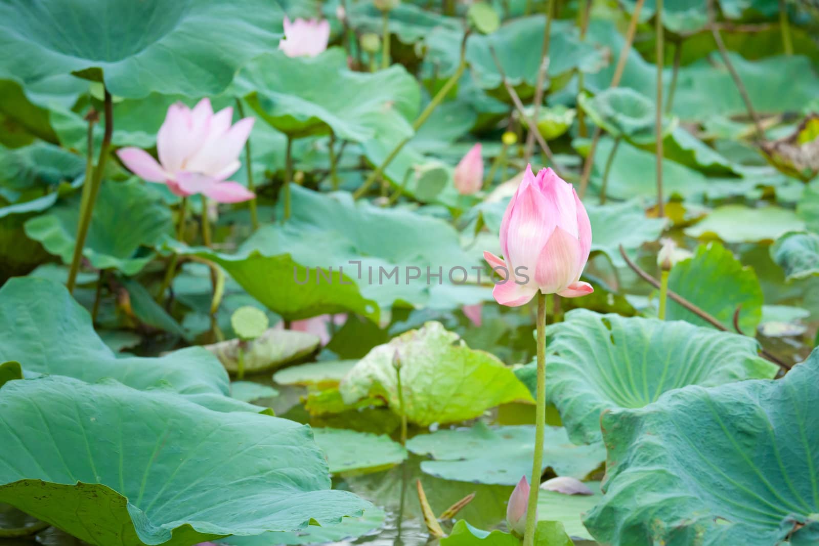 pink water lily and leaf in pond