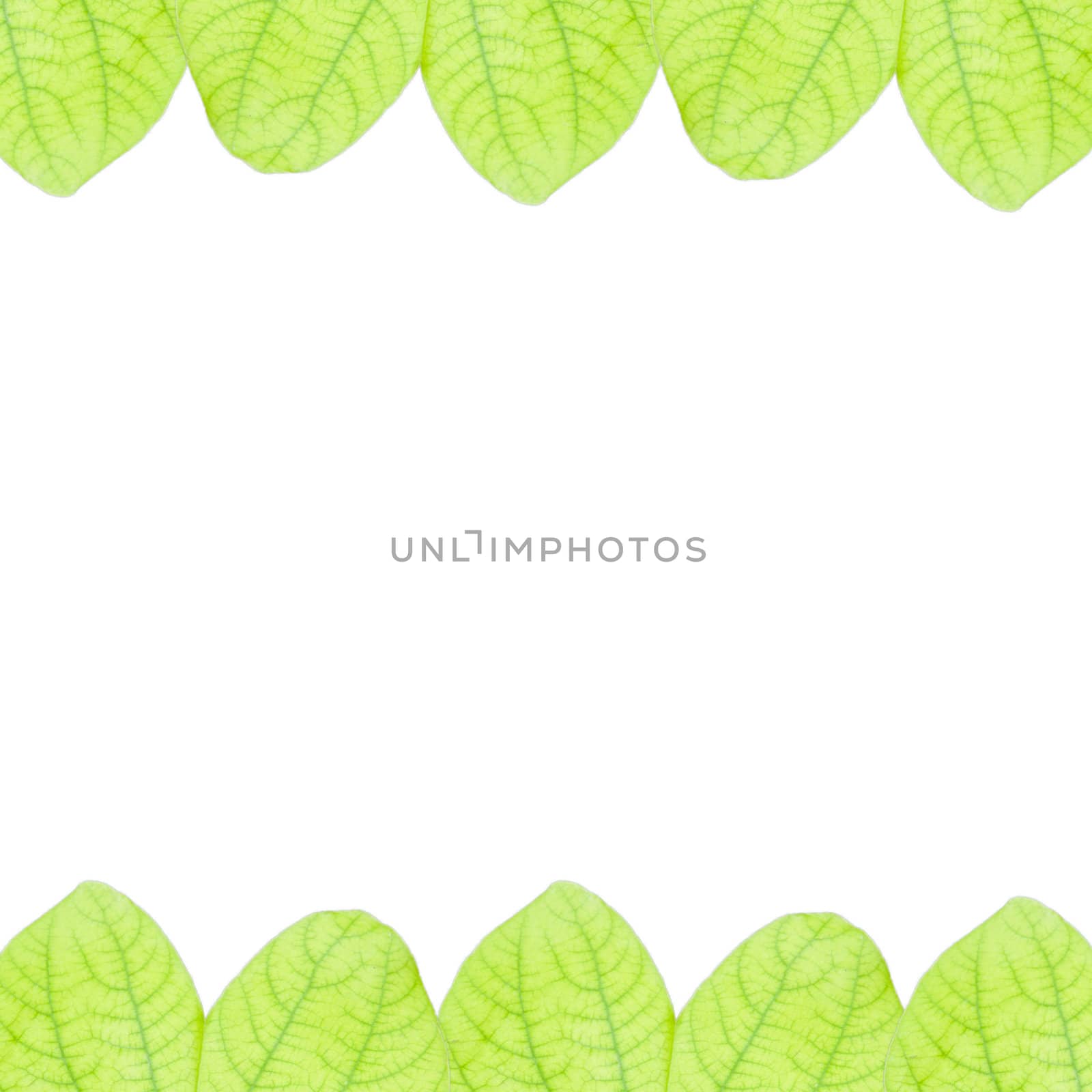 fresh Green leaves isolated on white background