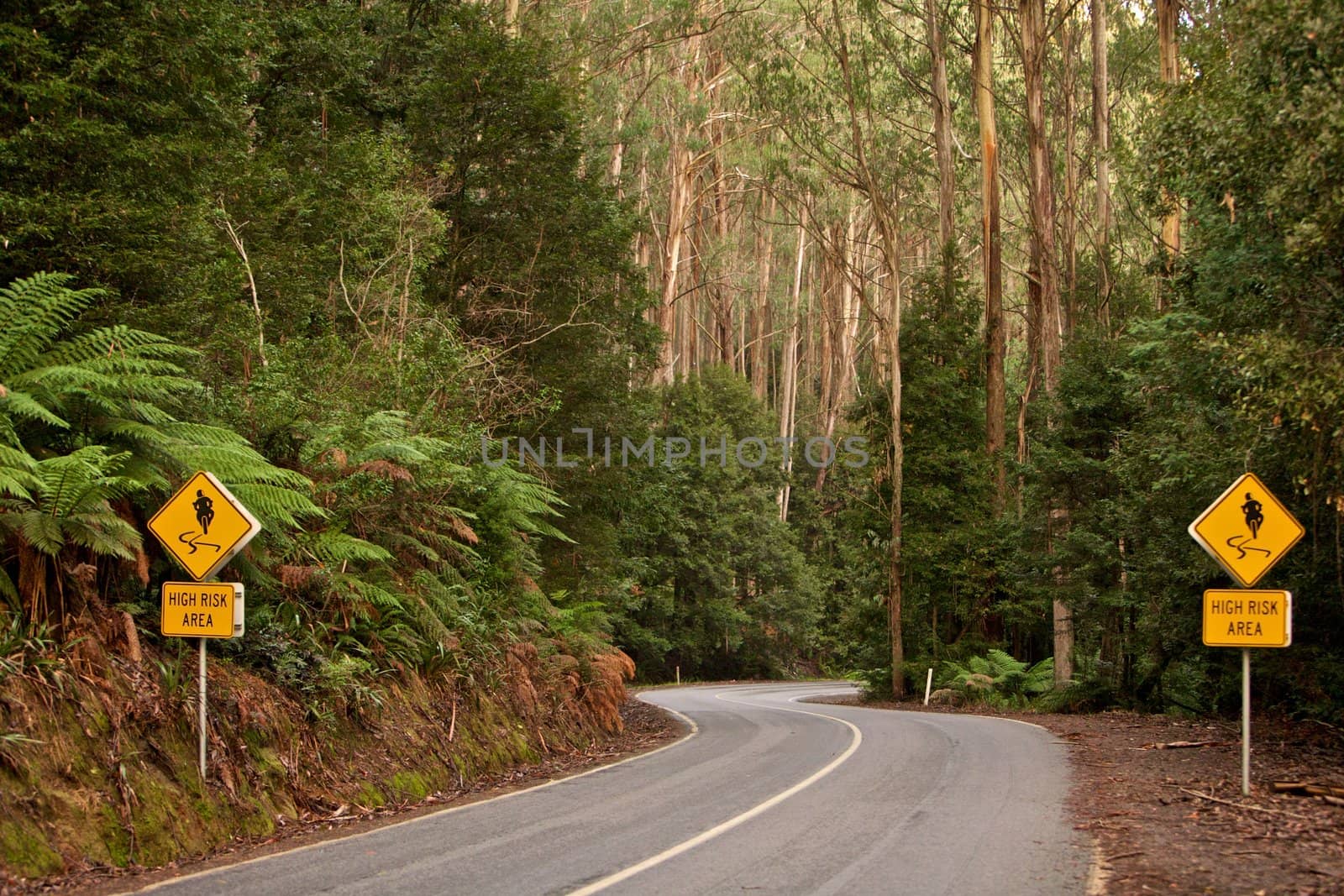 Curved road in a forrest area, journey