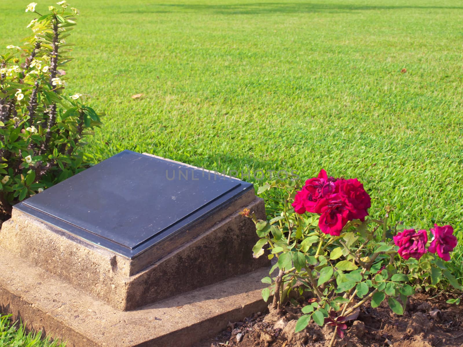 Old headstone in cemetery with rose and palnts decorate